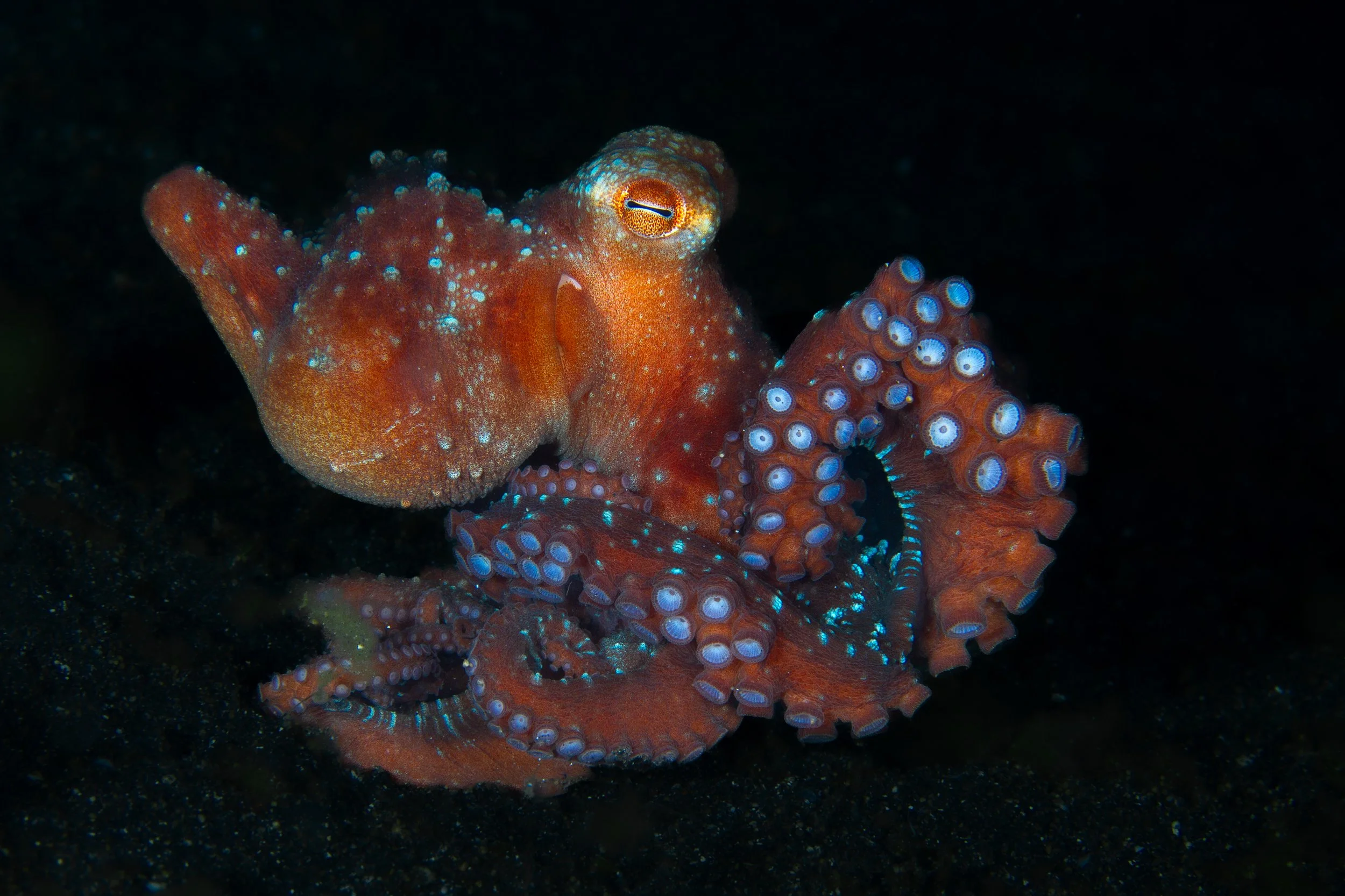 Starry Night Octo.jpg