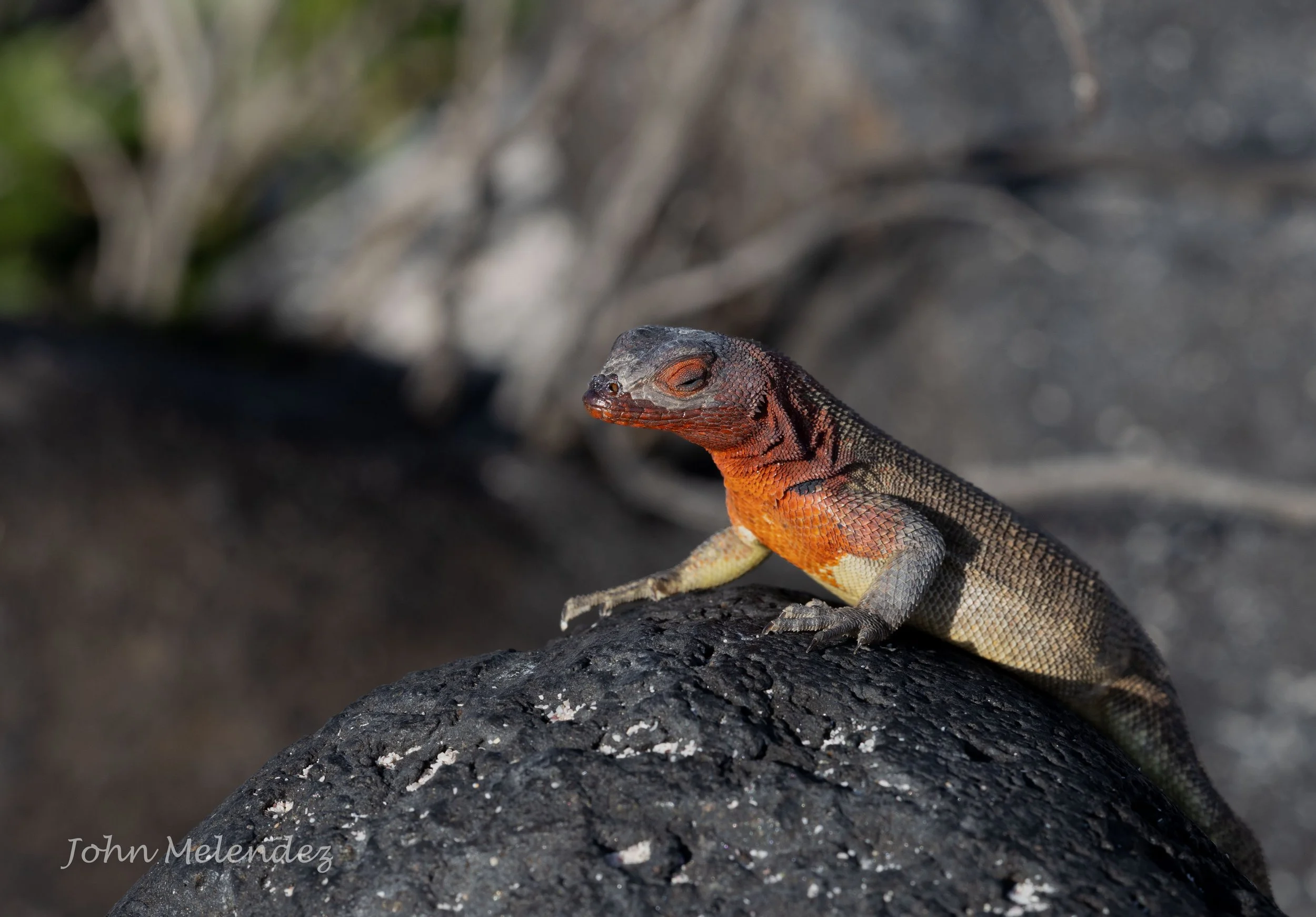 Lava Lizard LS.JPG