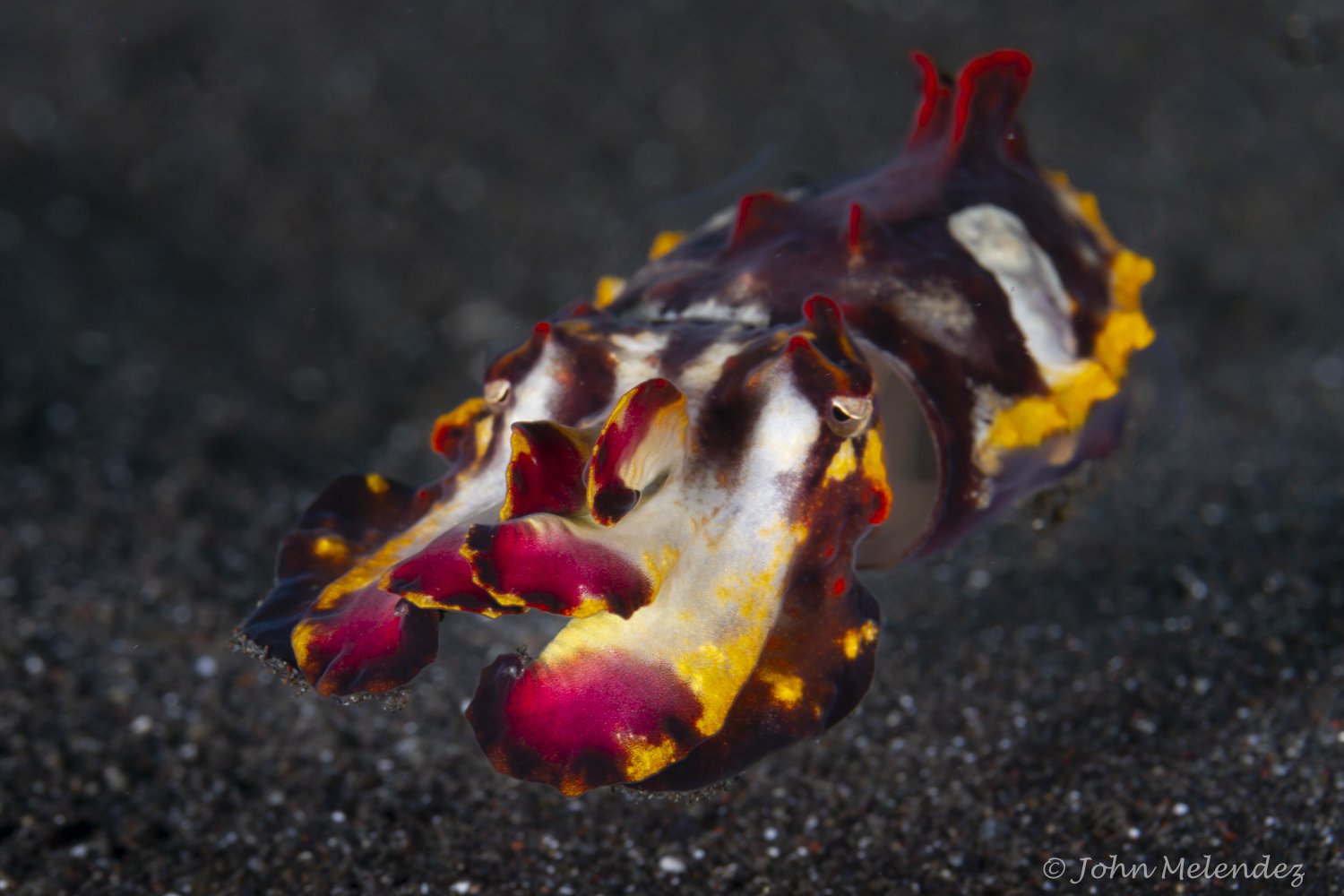 John 9 Flamboyant Cuttle.JPG