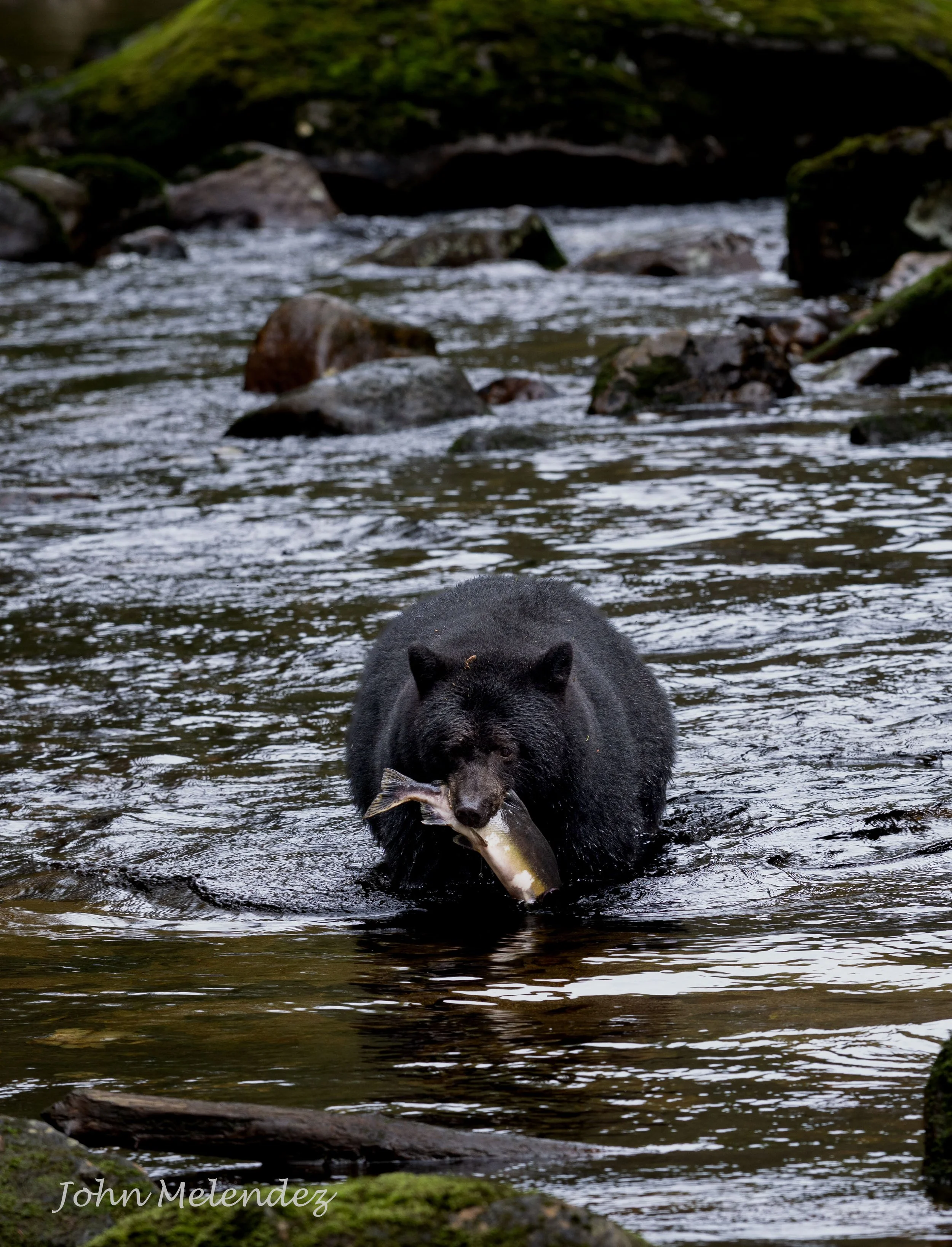 Black Bear.JPG