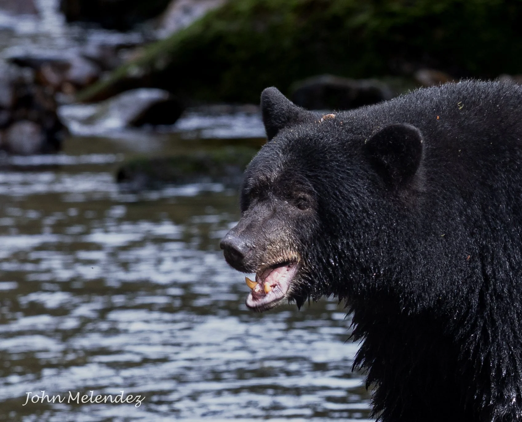 Black Bear Face.JPG
