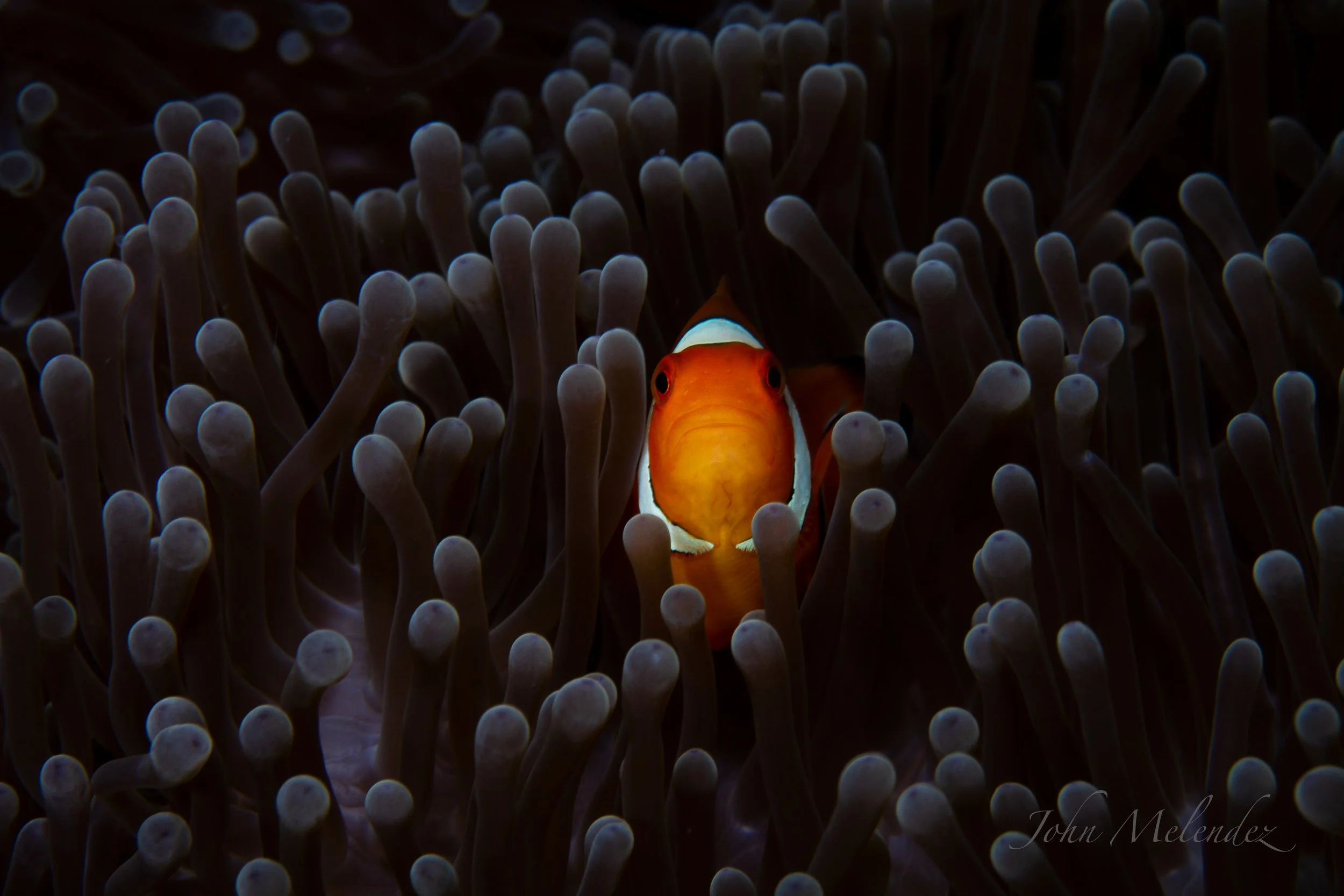 Clownfish-24x16-print-flat.jpg