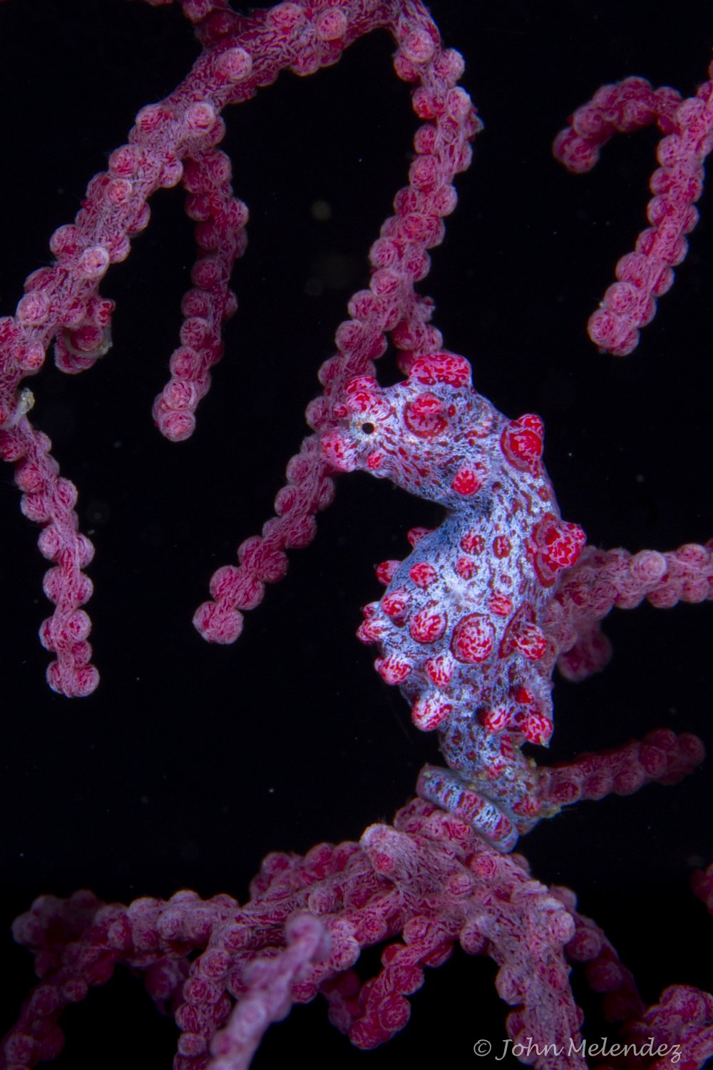 Bargibanti Pygmy Seahorse.JPG