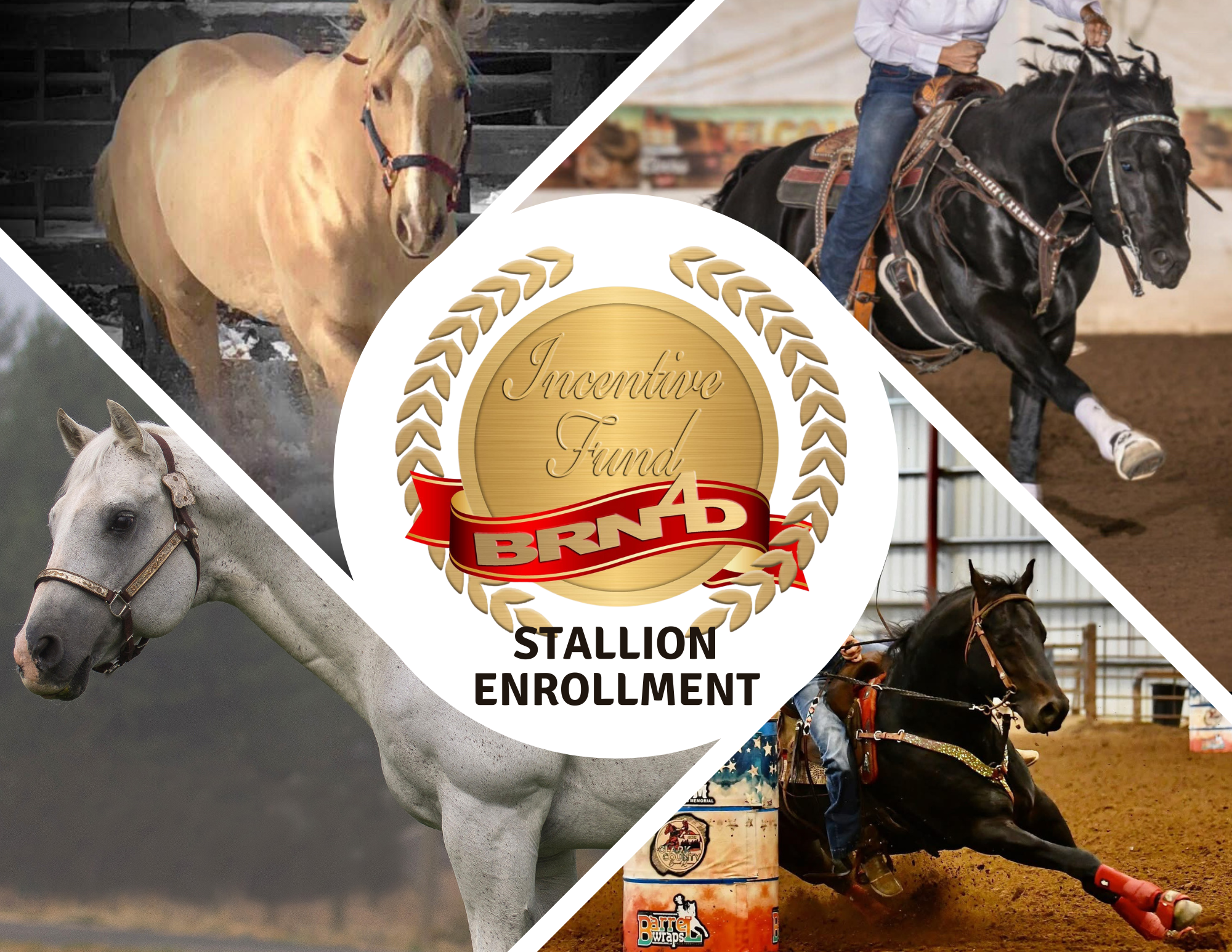 Stallion Enrollment