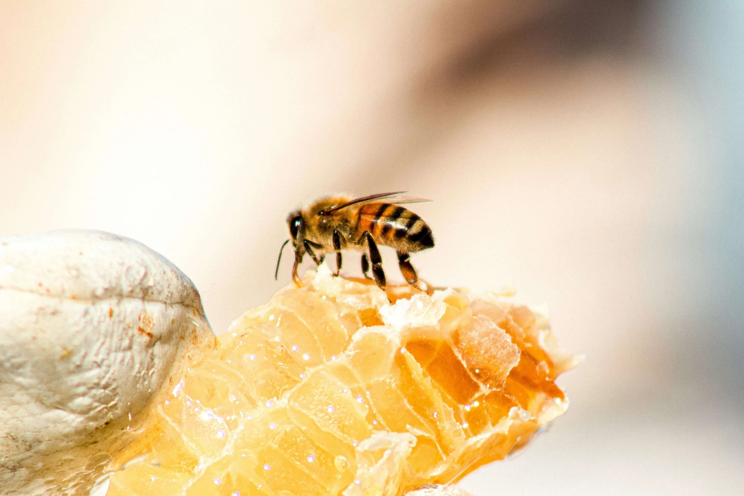 close up of a bee on honeycomb