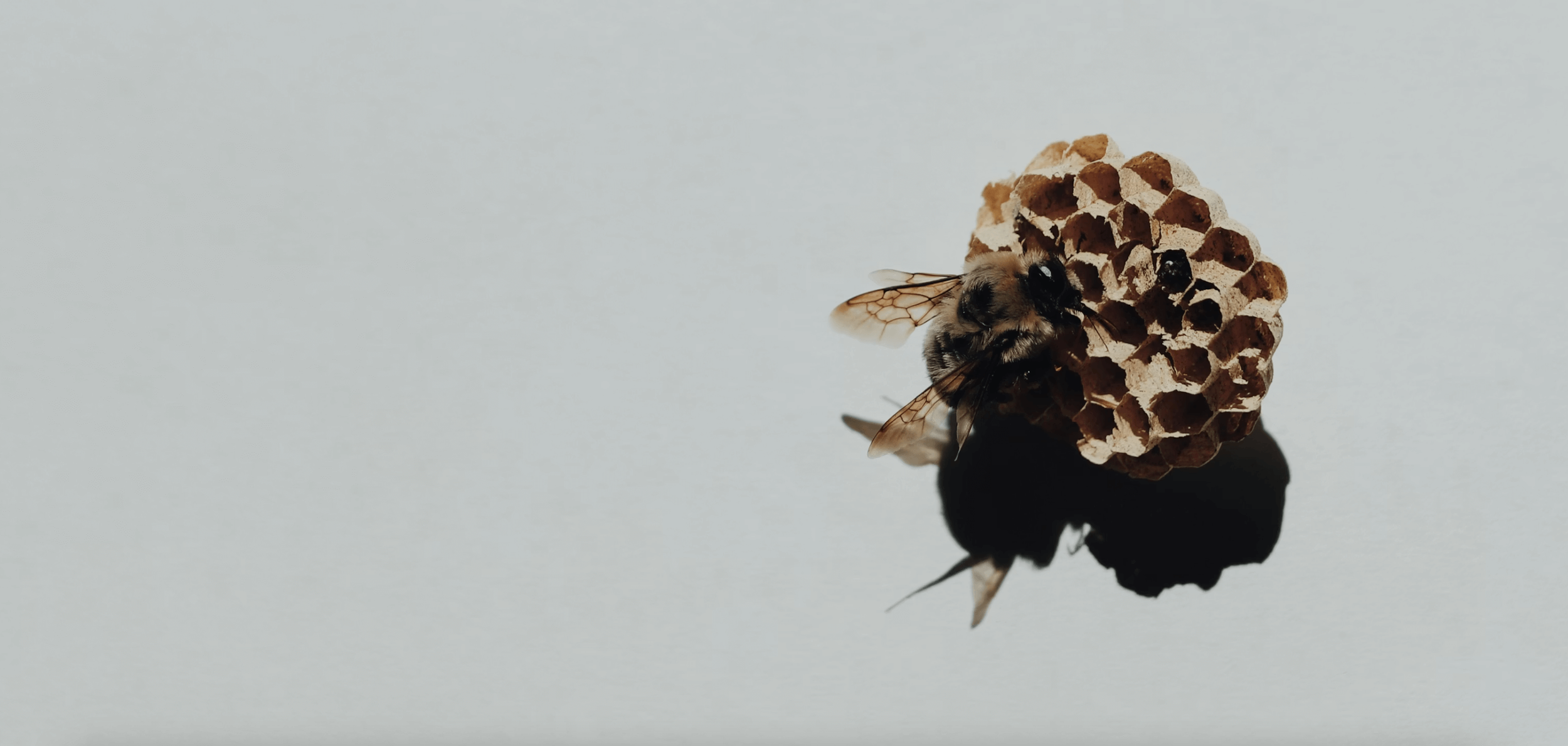 A single bee on a piece of honeycomb
