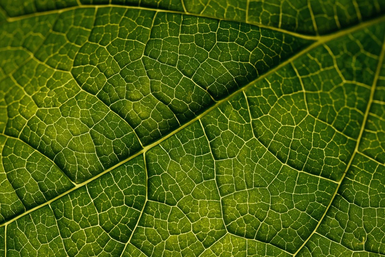 Close-up of a green leaf showing intricate vein patterns.