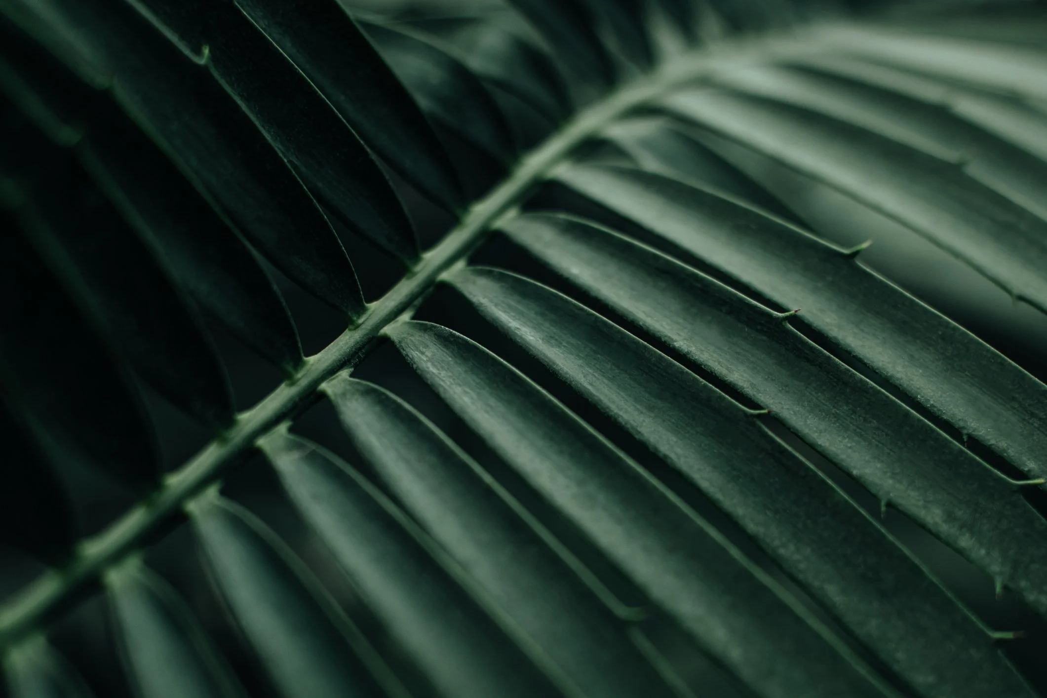 A close-up of dark green palm leaves with prominent veins and parallel structure.