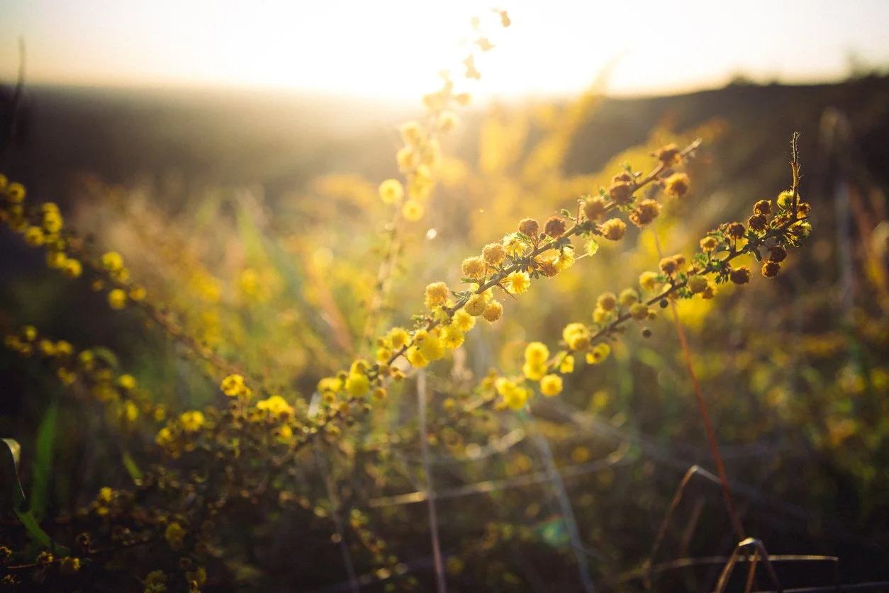 Close-up of yellow flowering plants in a field during sunset.
