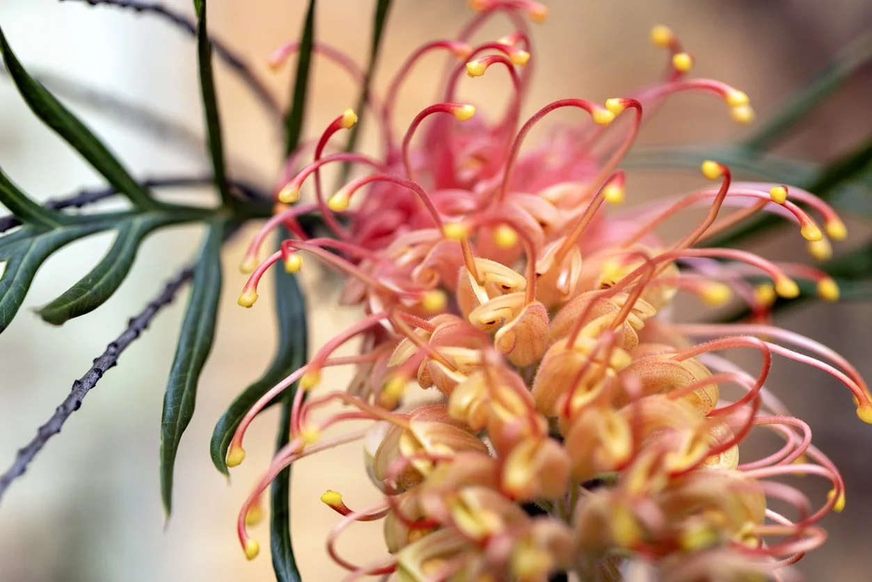 Close-up of a blooming flower with pink and yellow petals and long, curved pink stamens, set against blurred green leaves.