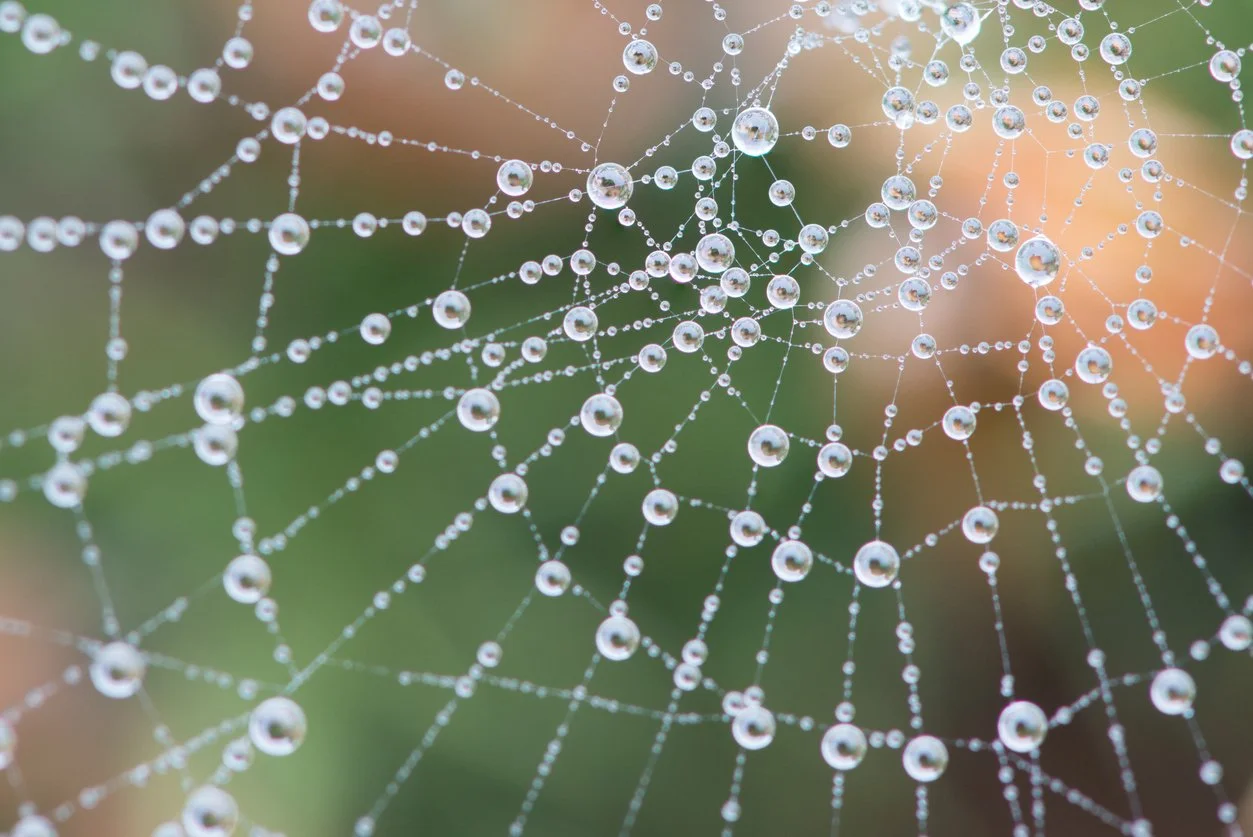 Close-up of a spider web with water droplets, with a blurred natural background.