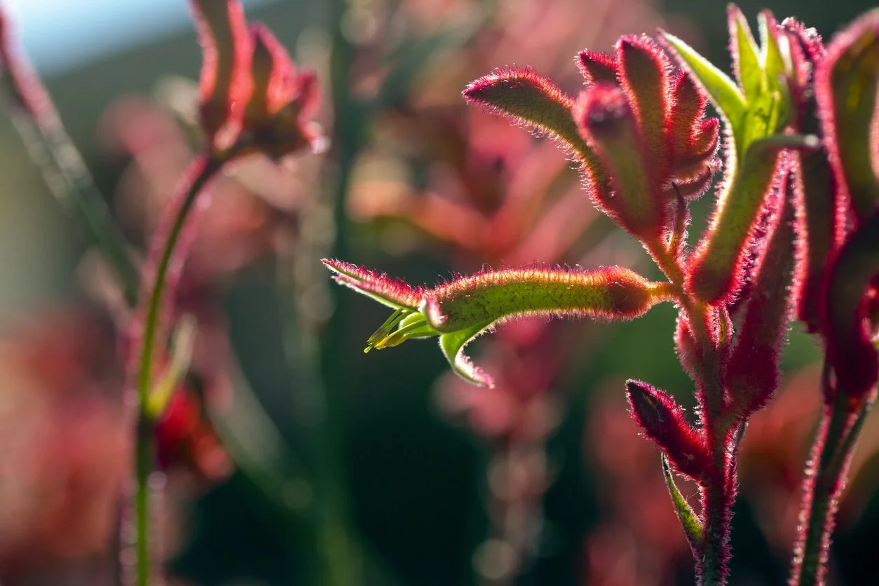 Close-up of a vibrant pink and green fuzzy plant with sunlight highlighting its textures.