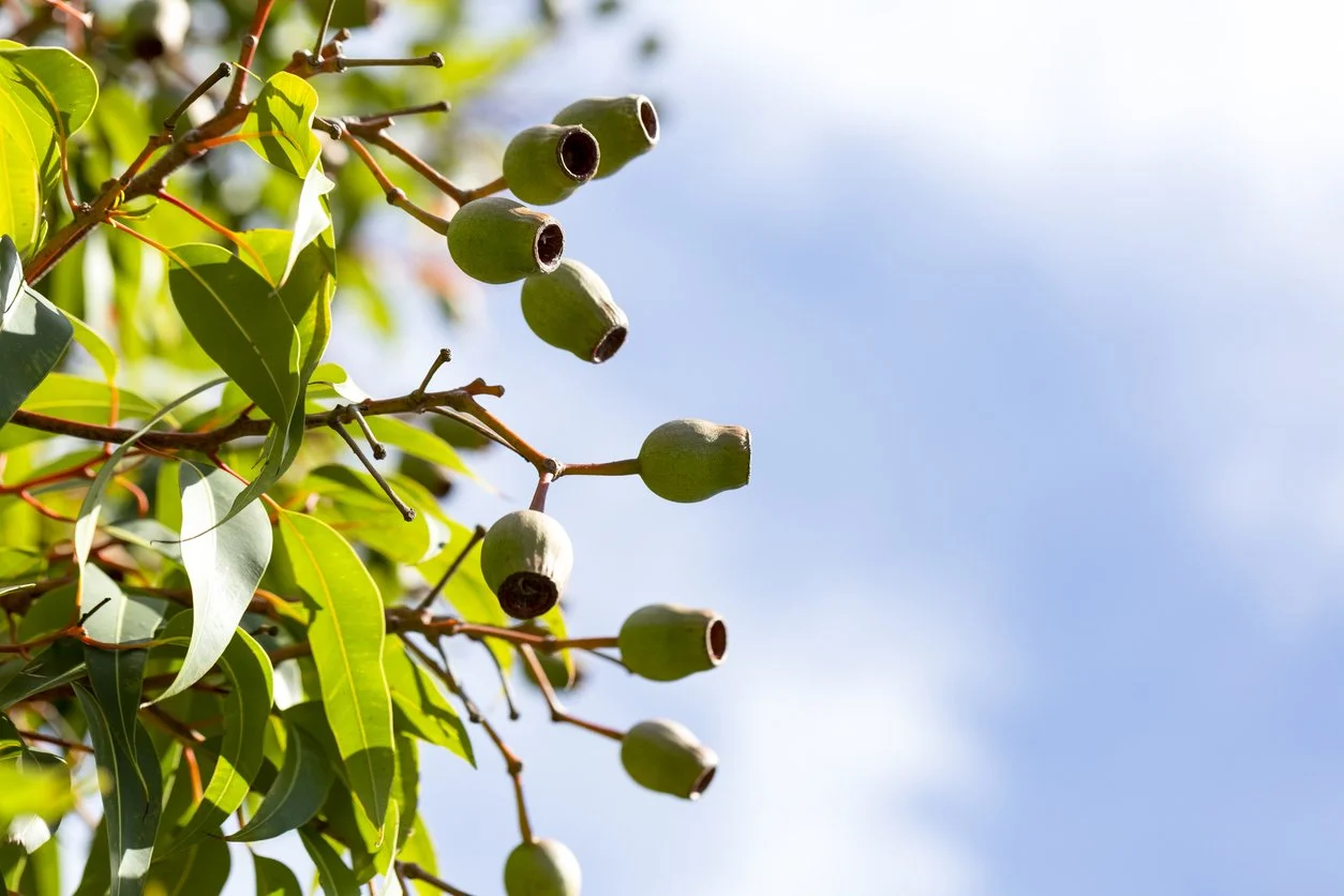 Green seed pods growing on a tree branch with green leaves against a blue sky.