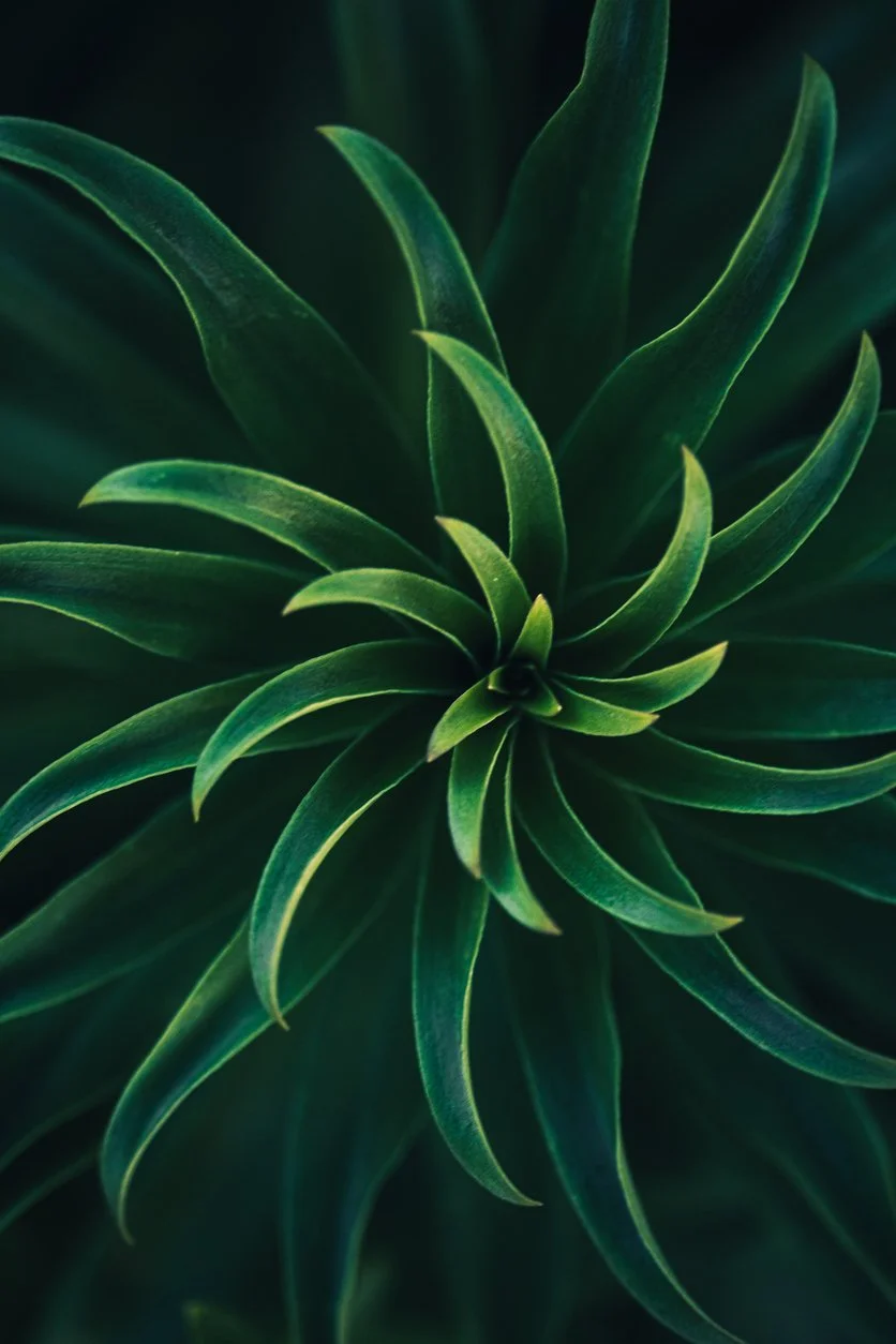 Close-up of a green succulent plant with pointed leaves arranged in a rosette pattern.