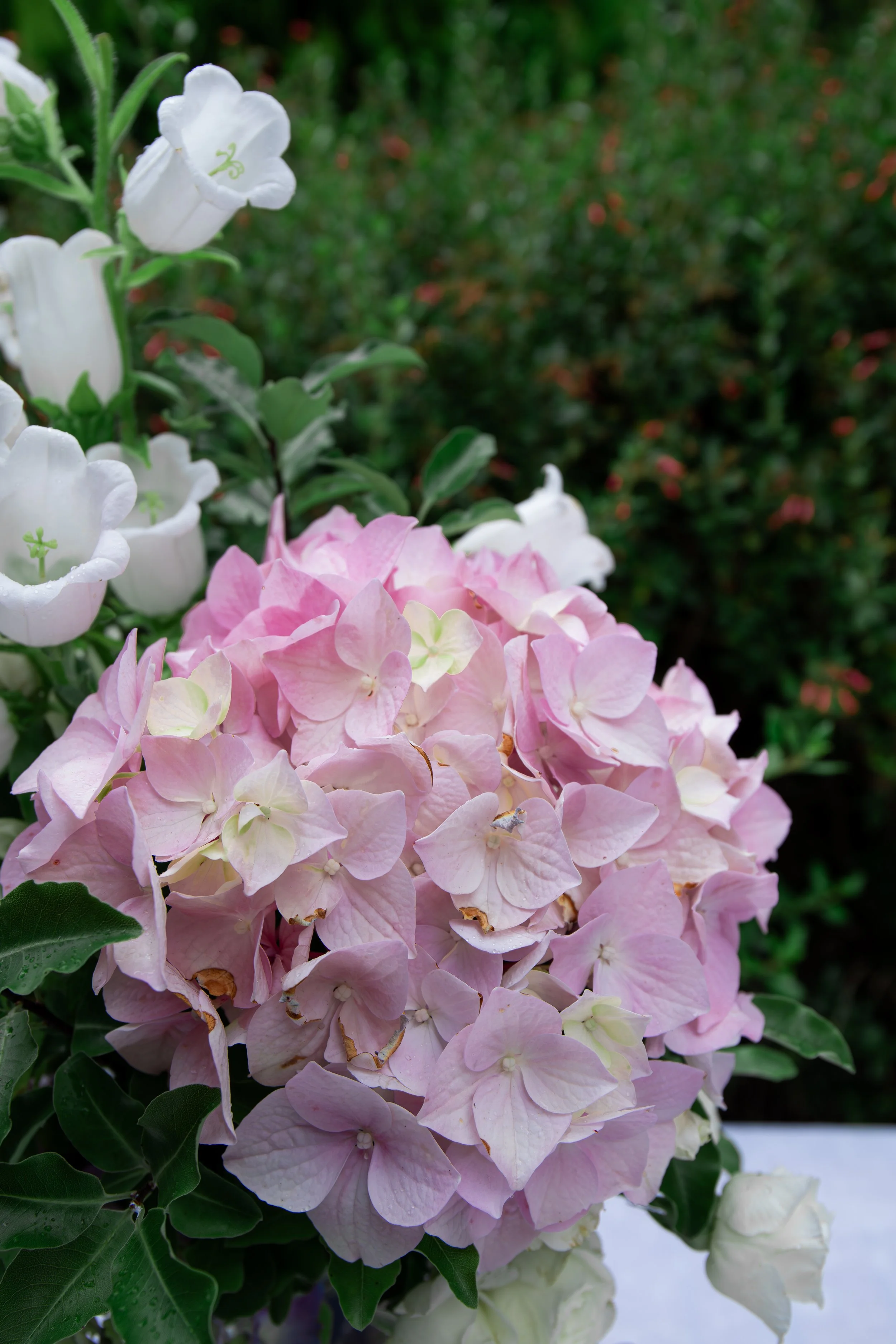 Close-up of pink and white hydrangea flowers with green leaves in the background.
