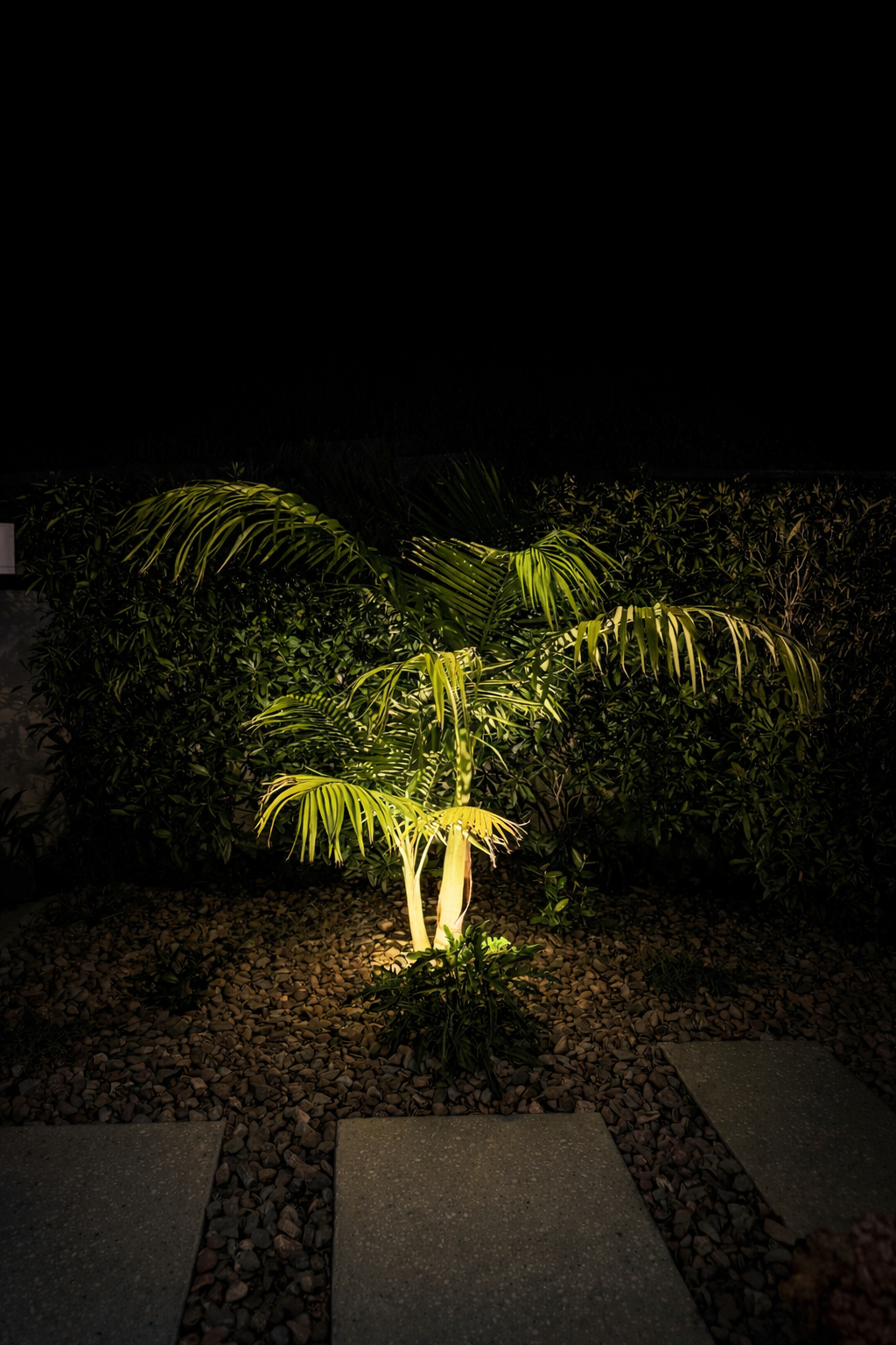 Tropical palm tree at night.png
