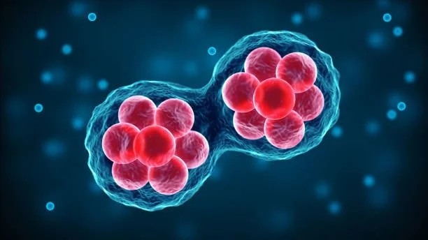 Stem Cells: Your Body's Shape-Shifters