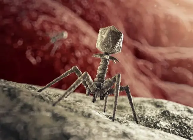 Bacteriophages: The Viruses That Hunt Bacteria