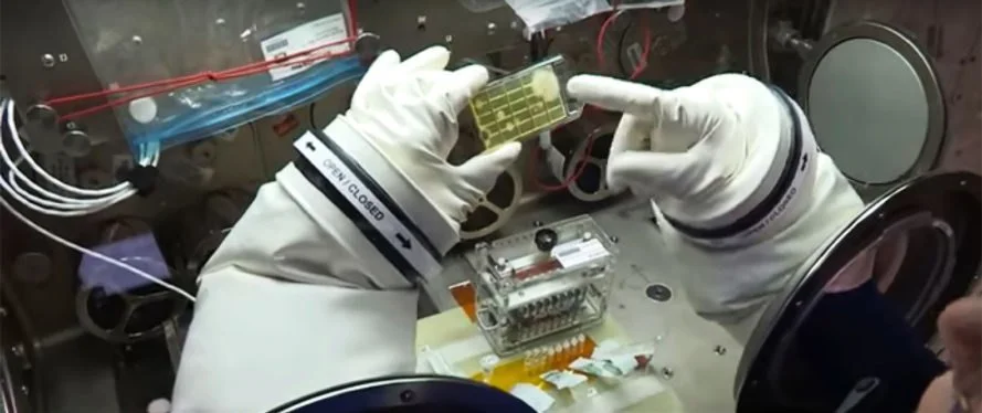 What Happens to Microbes in Space?