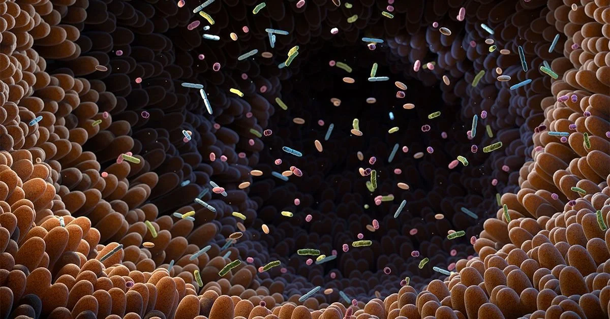 The Gut Microbiome: Your Body's Invisible Helpers