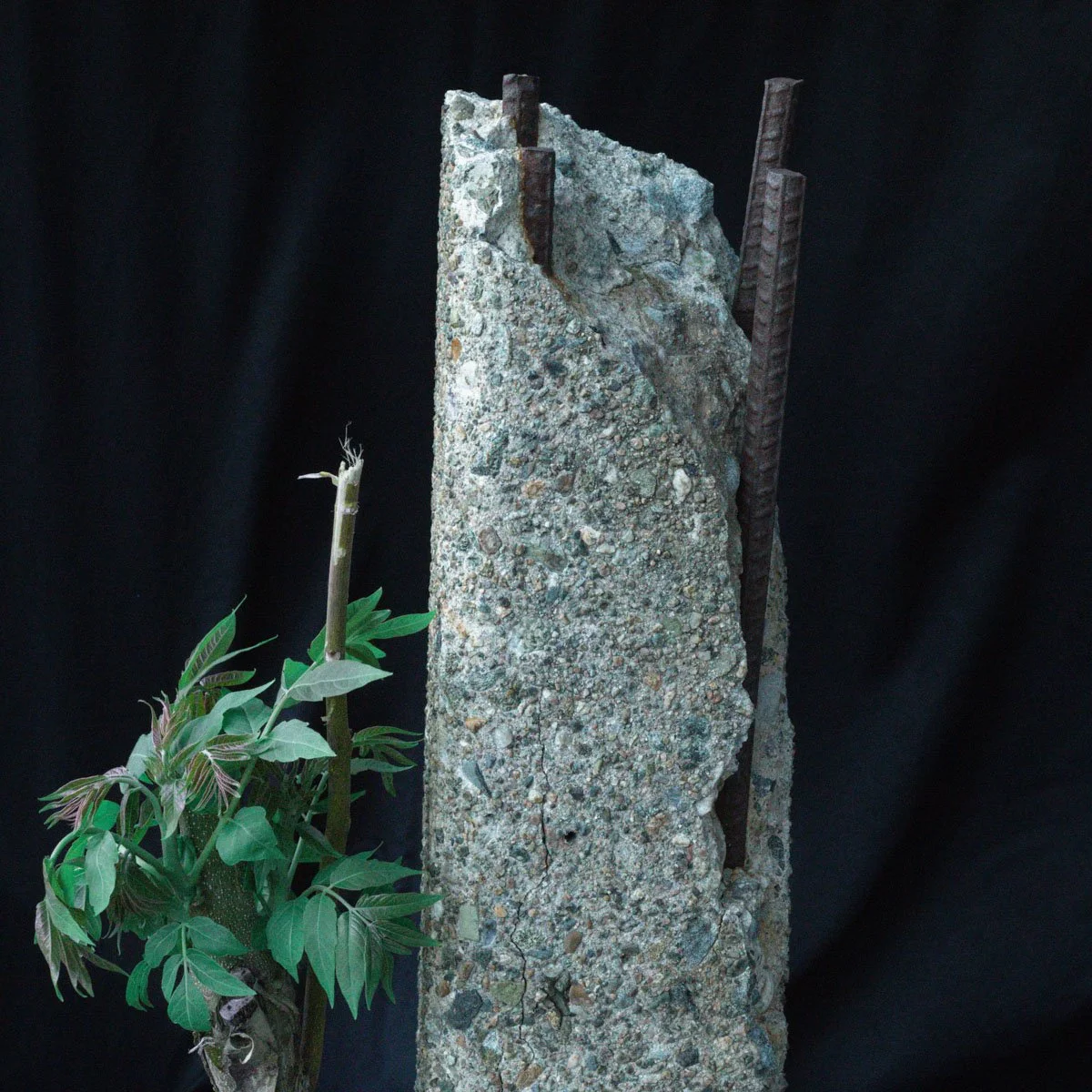 Project 1 - Illness As Metaphor (5).jpg