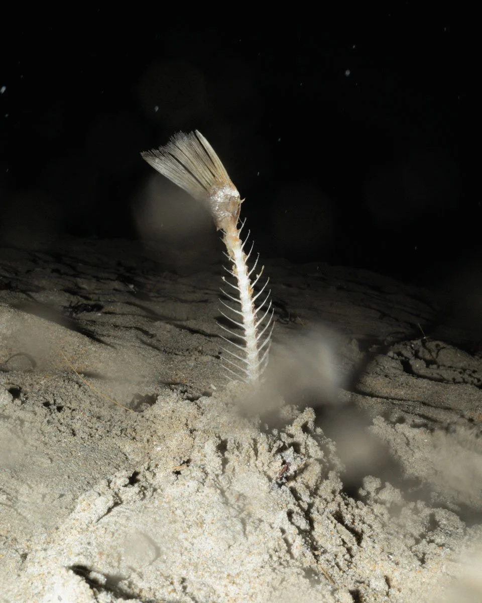 Project 1 - Illness As Metaphor (7).jpg