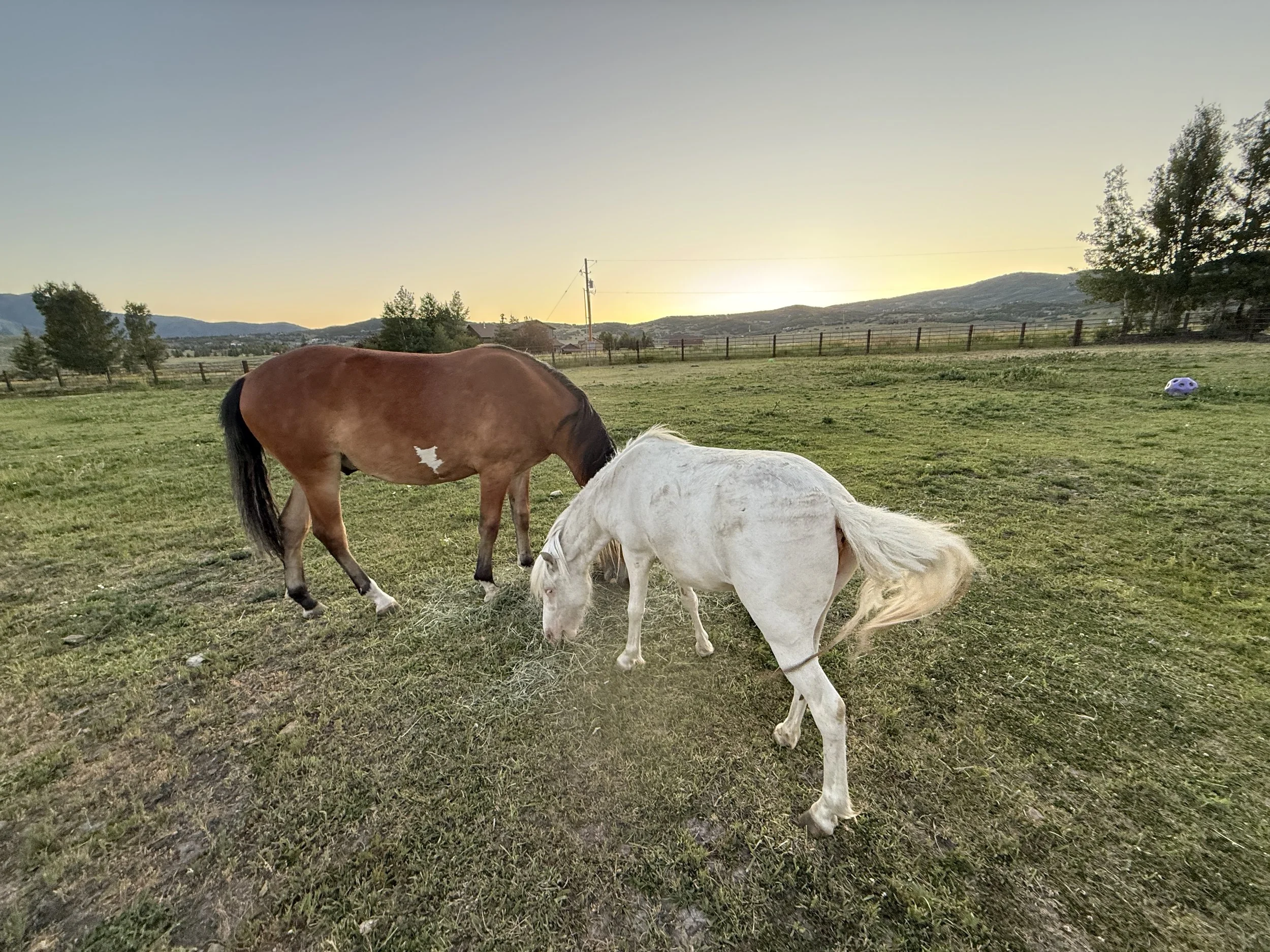 karma ranch Montana horse rescue