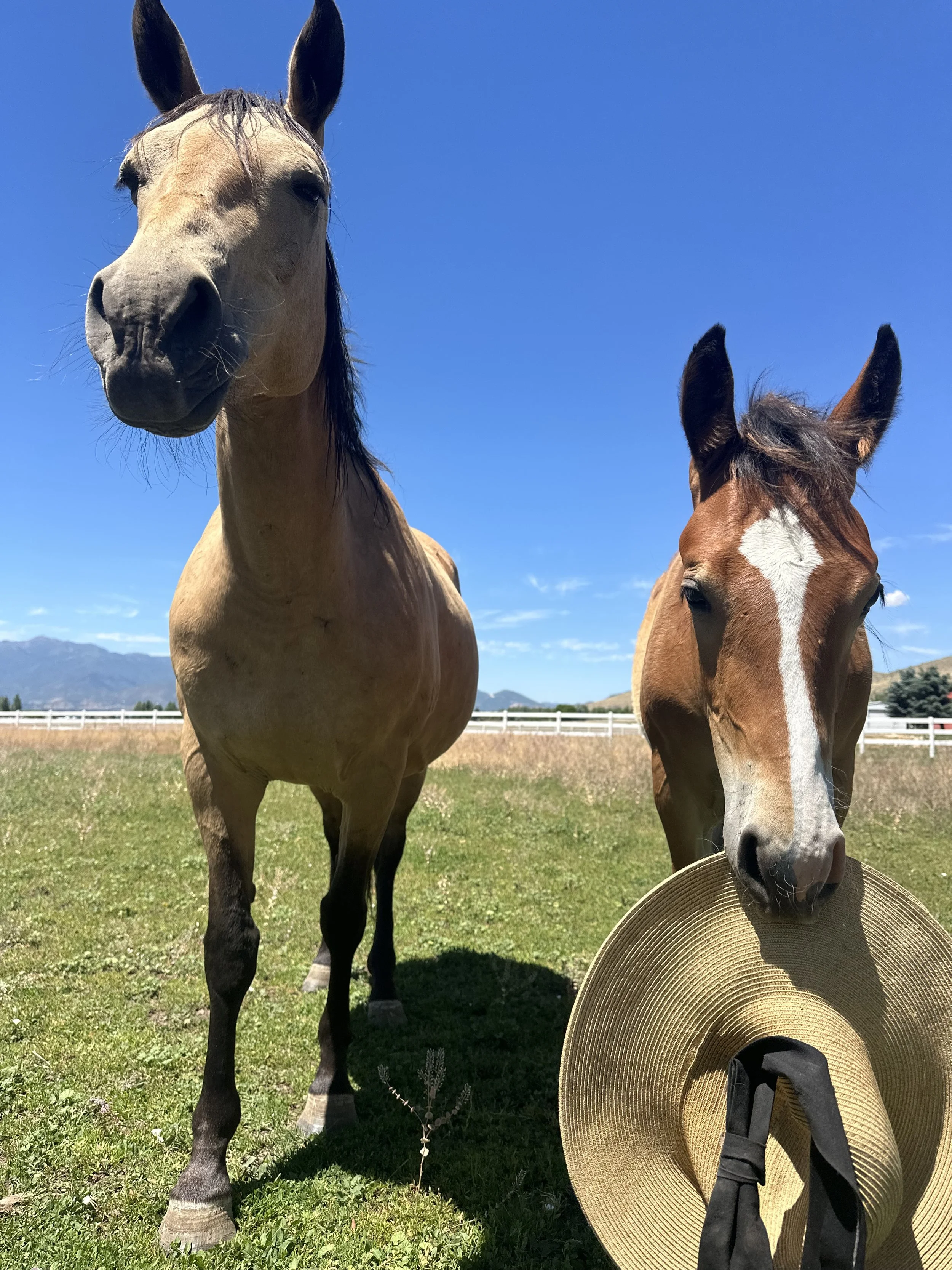 Beyond the Stall: Building Montana’s First Regenerative Horse Sanctuary