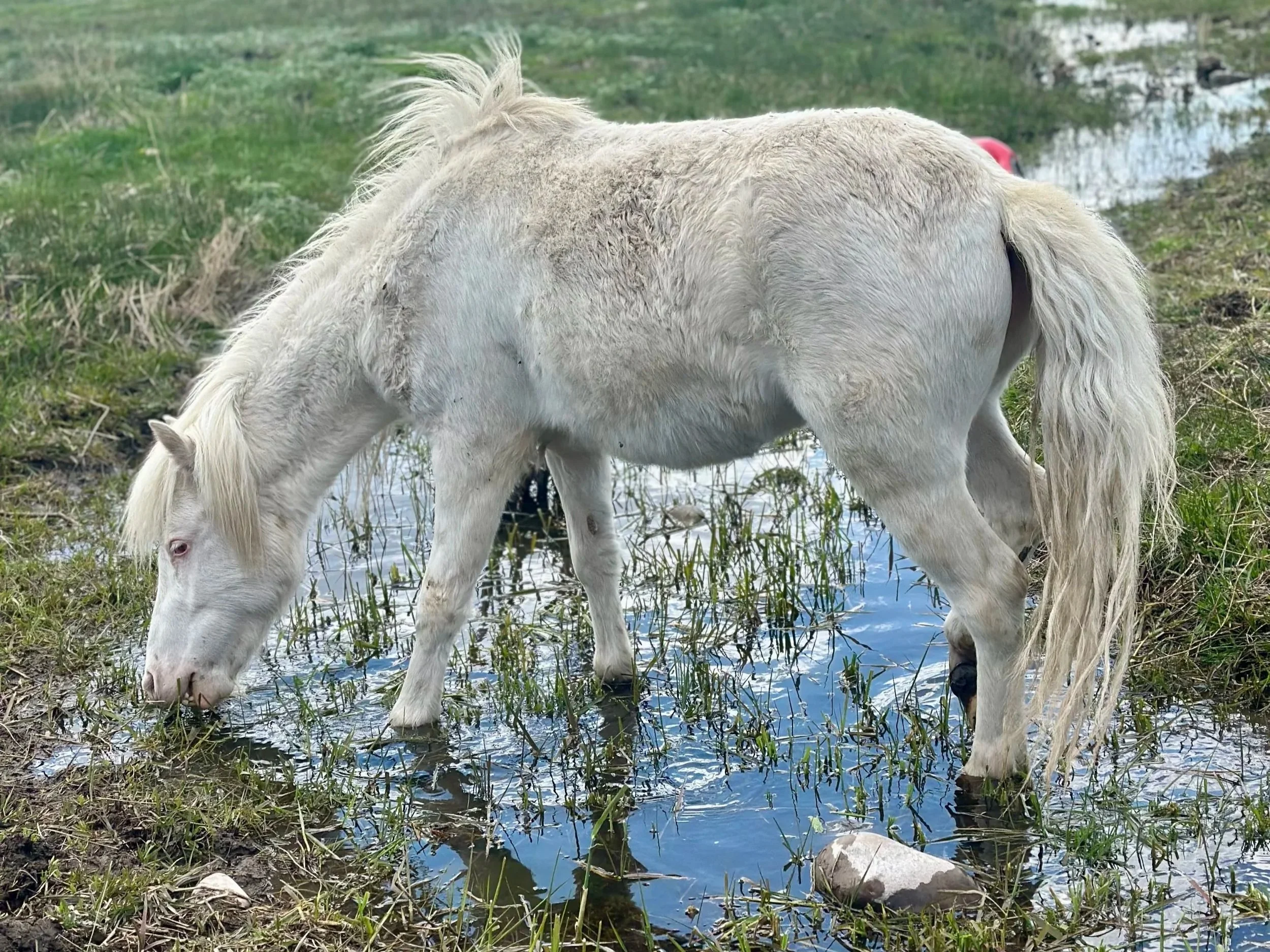 The Movement Cure: Why Track Systems are the Future of Equine Wellness