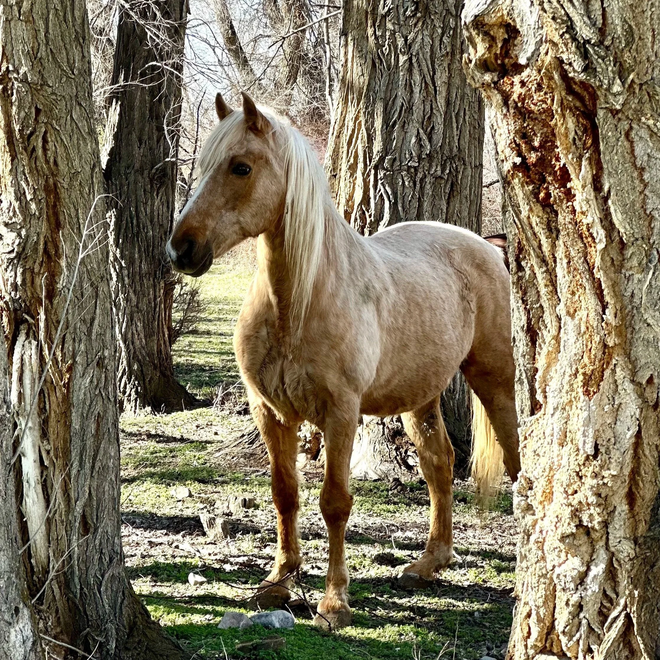 Beyond Hay: How Regenerative Reforestation Creates a 'Living Pharmacy' for Horses