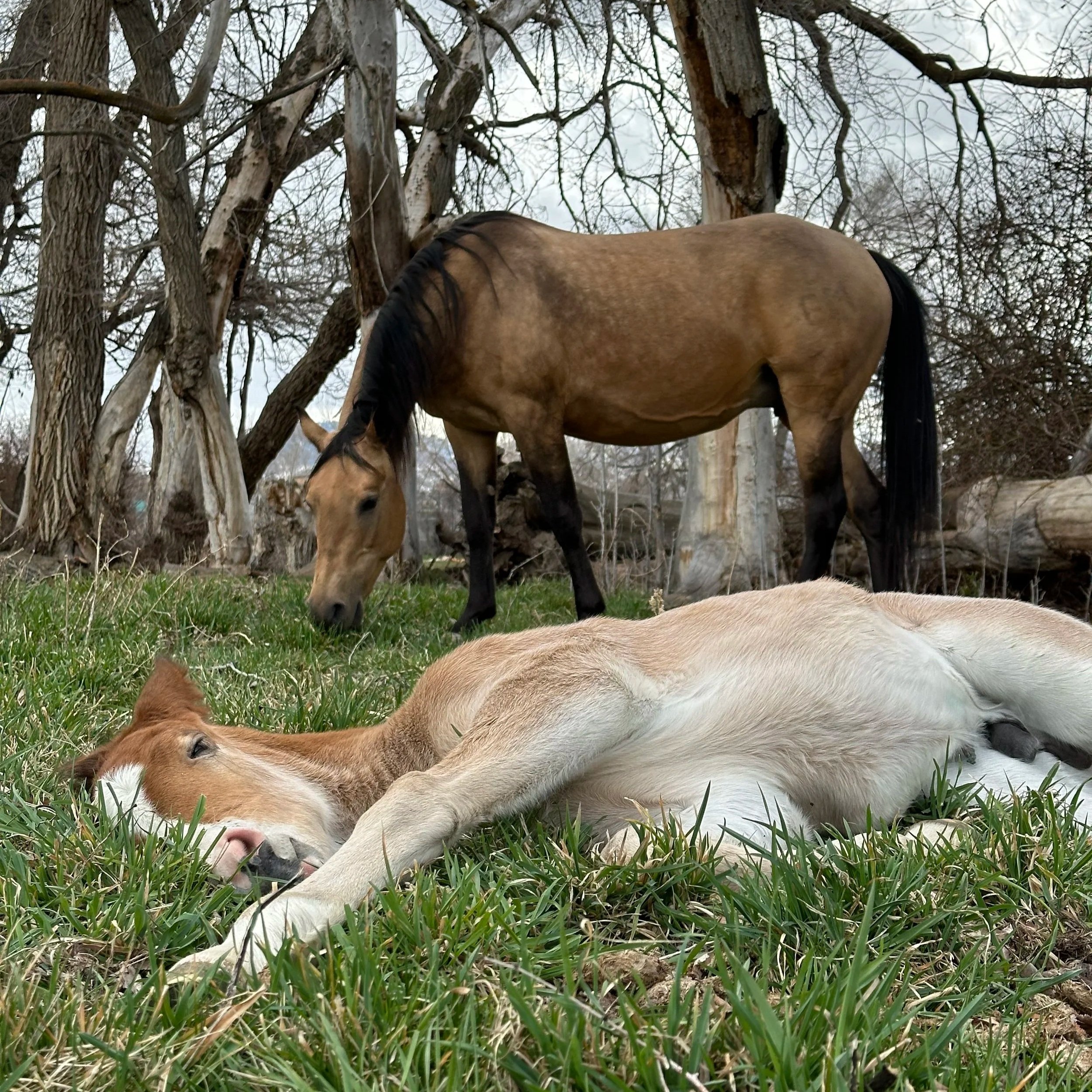 The Science of the Herd: Why 250 Acres is the Ultimate Healer