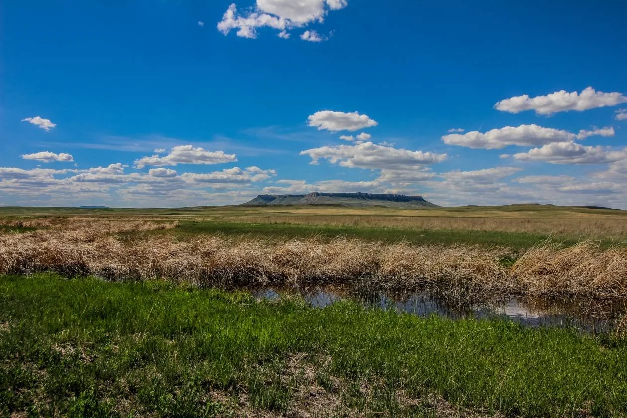 More Than a Stay: How Your Time at Karma Ranch Heals a Herd