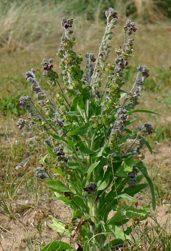 Guarding the Herd: Toxic Native Trees &amp; Plants of Montana