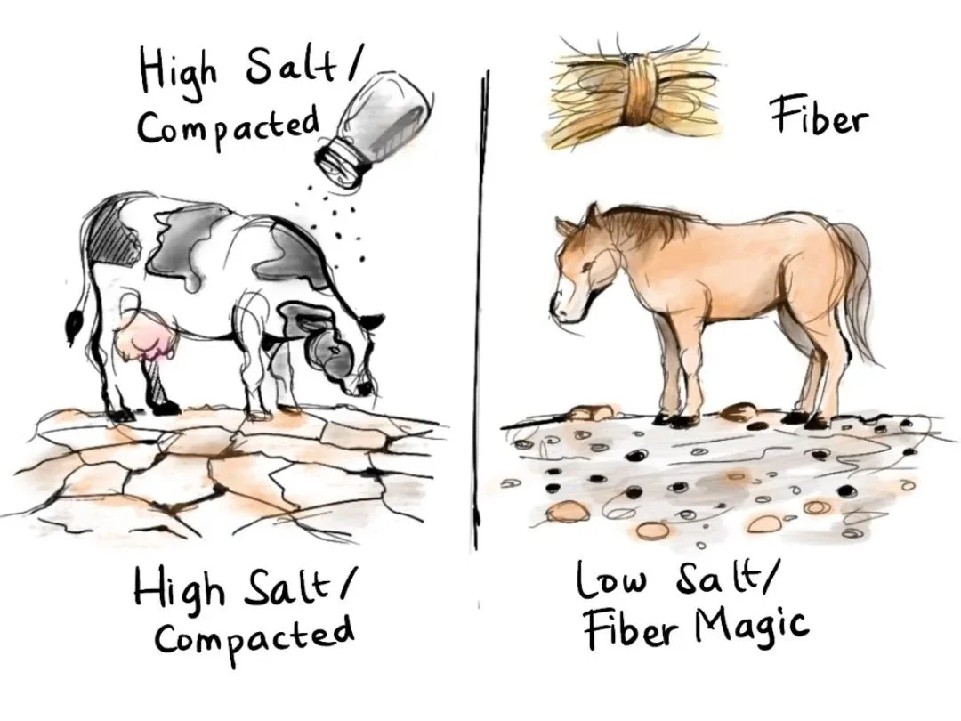 The Great Manure Debate: Why Horse "Gold" is the Secret to Healing Montana’s Clay