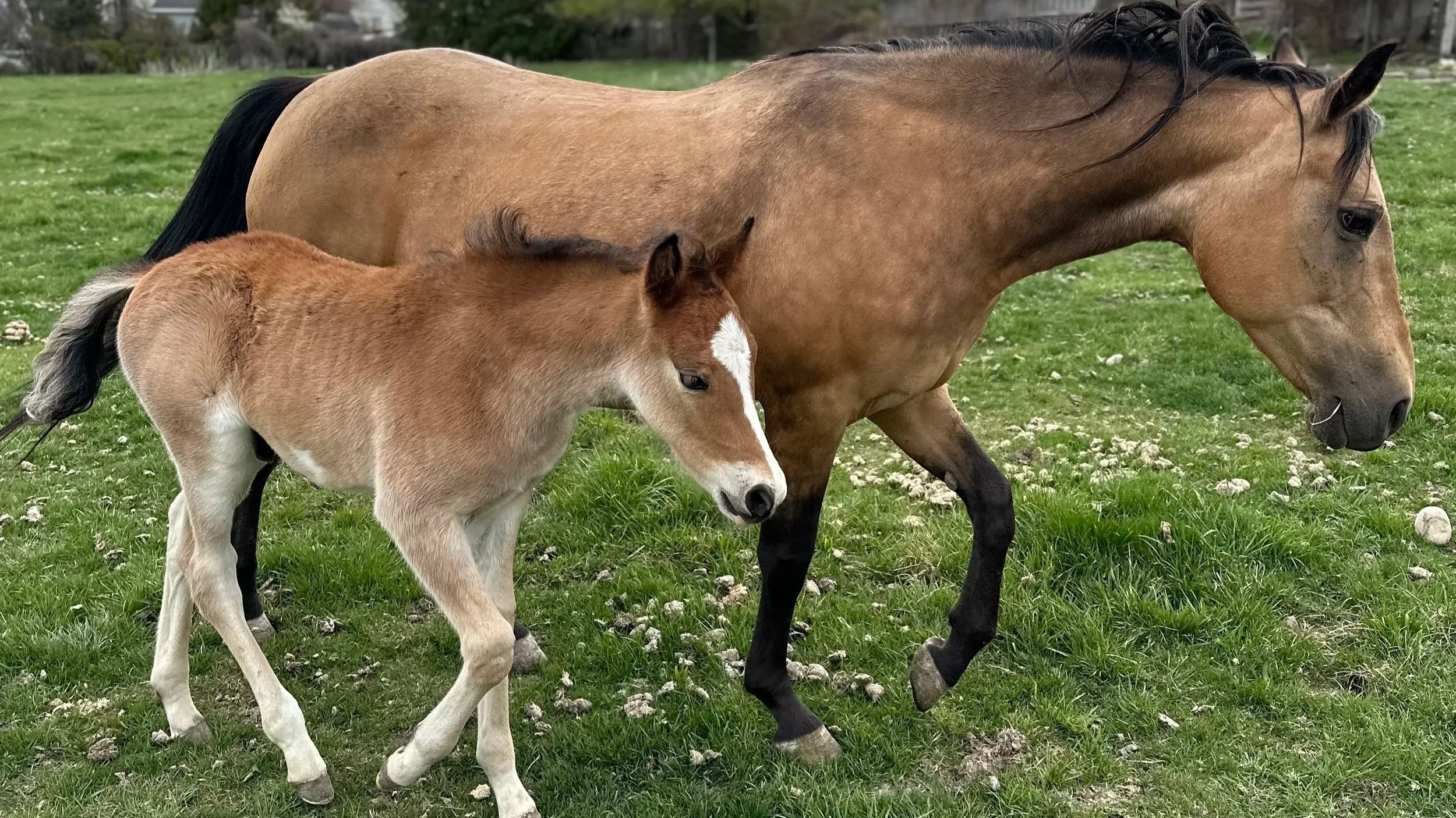 Montana Horse Rescue vs. Horse Sanctuary: Building a 250+ Acre Legacy for the American Horse