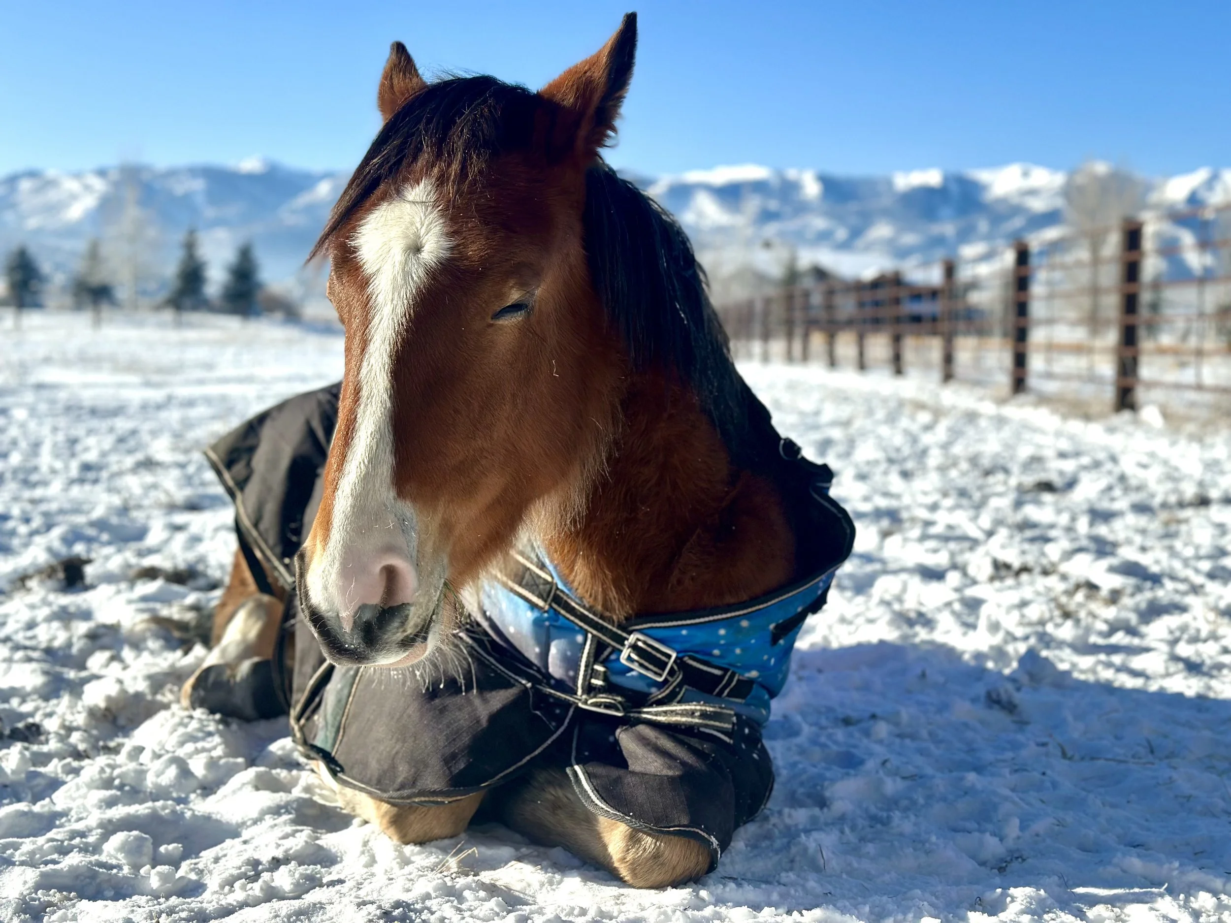 rescue horse at karma ranch horse rescue and sanctuary montana