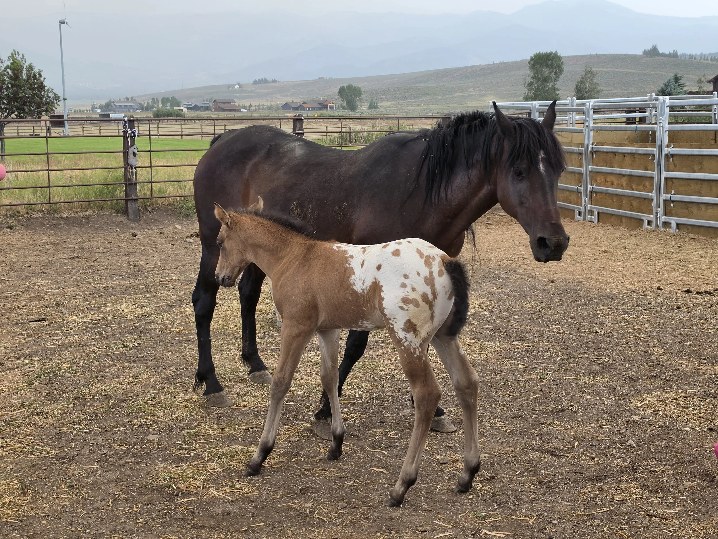 Gift a Bale of Alfalfa to Mama Aurora