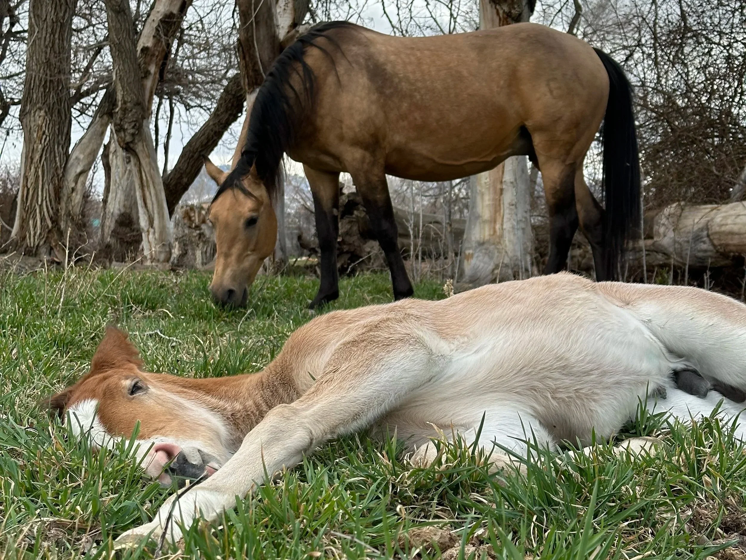 Jupiter and Kale at Karma Ranch a Montana Horse Rescue and Sanctuary