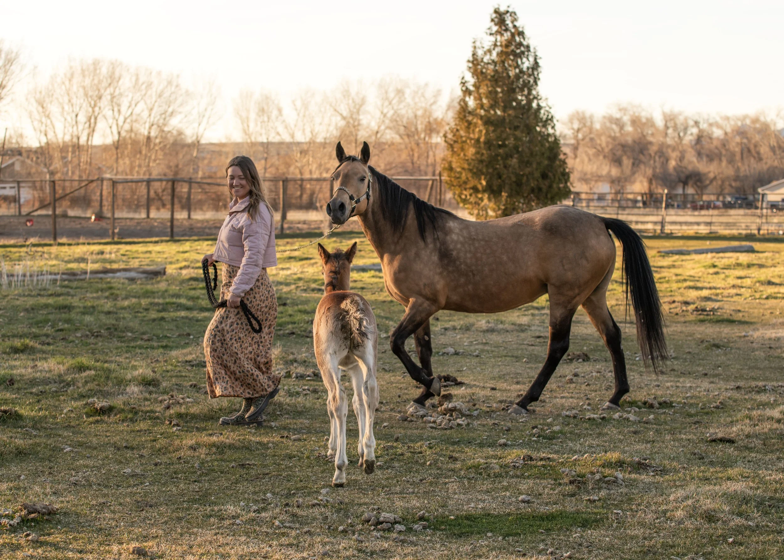 Montana horse rescue karma ranch