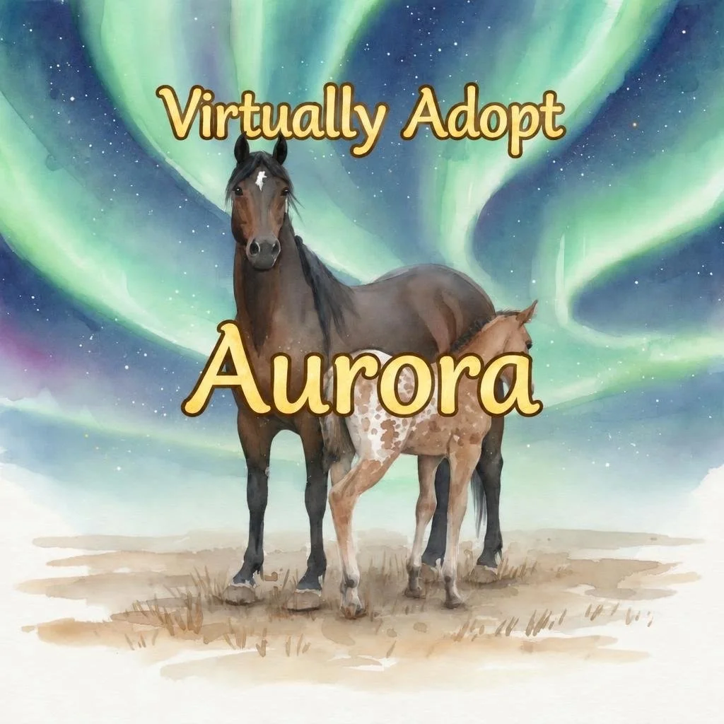 virtually adopt Aurora support horse rescue and karma ranch sanctuary montana.jpg