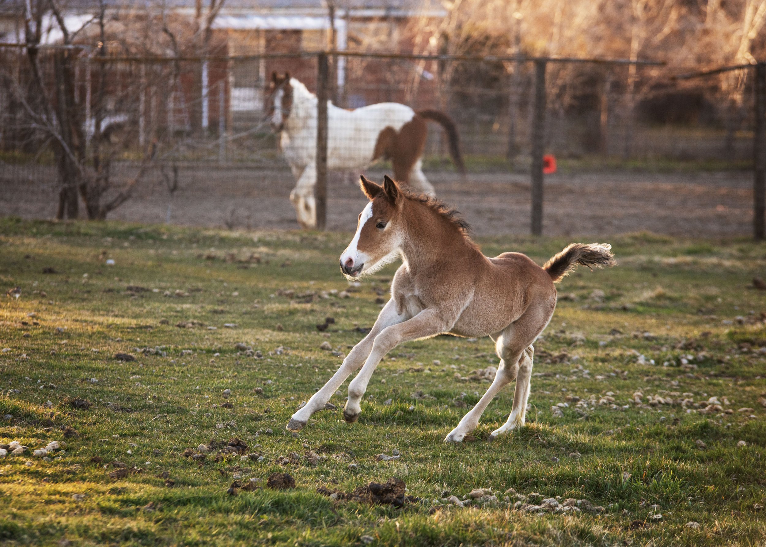 karma ranch horse rescue montana
