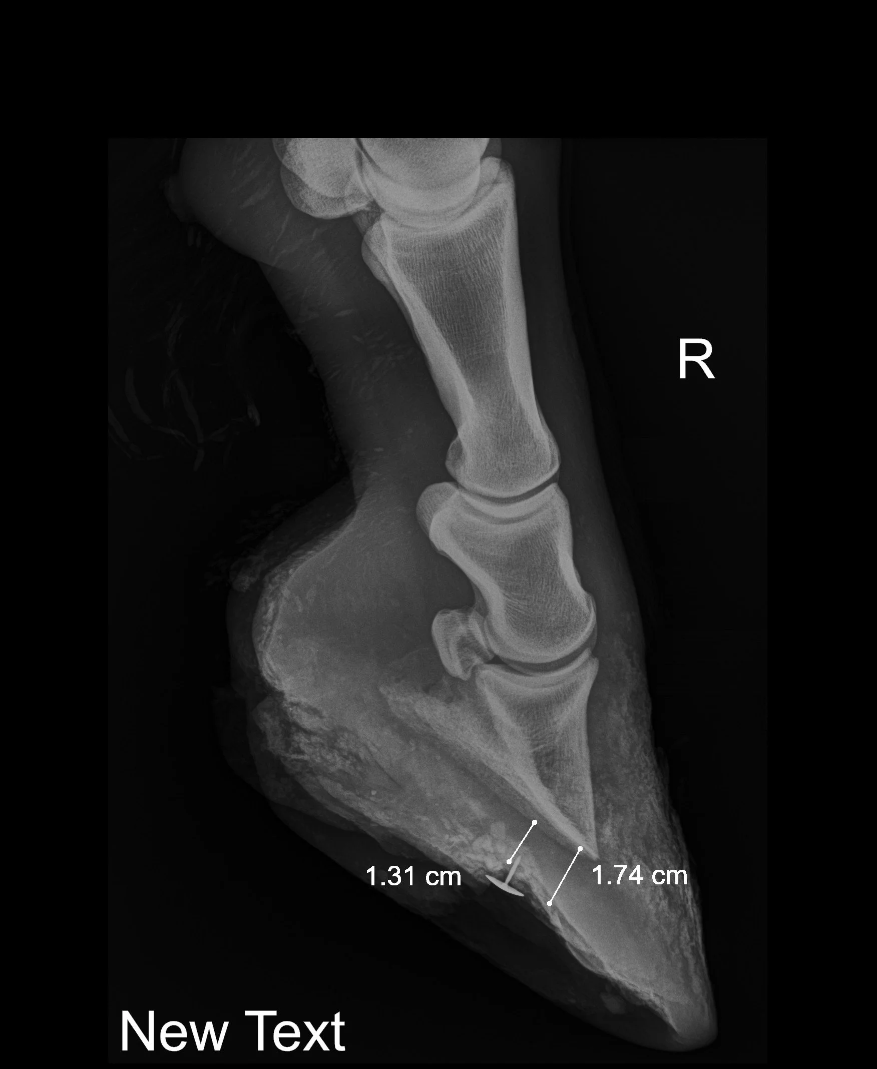 Fighting for Aurora: Special Radiograph Hoof Fund