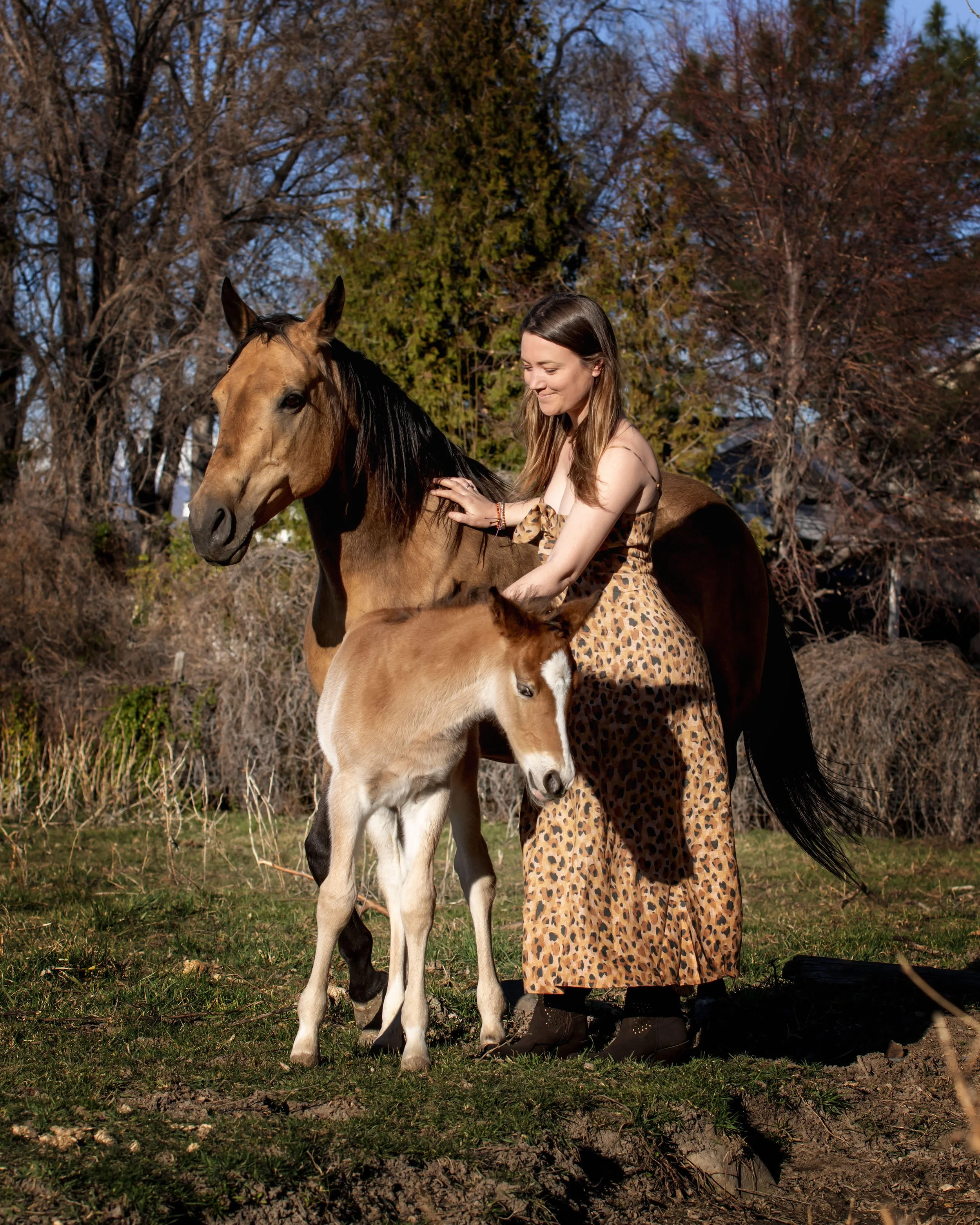 Montana horse rescue karma ranch