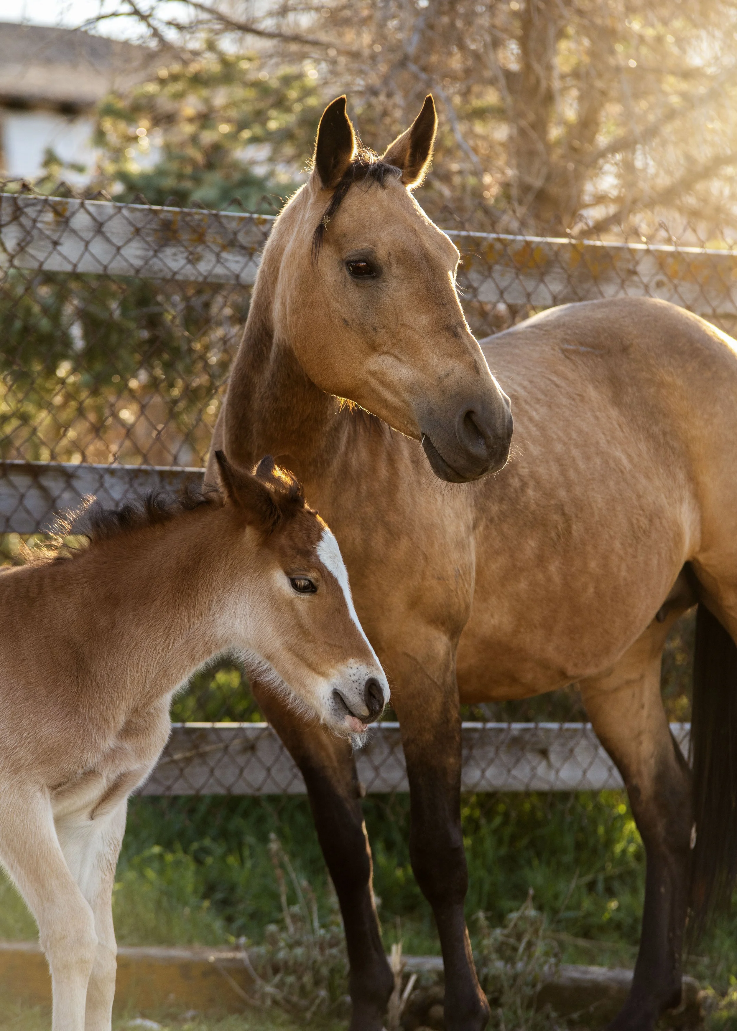 Jupiter and Kale of Karma Ranch Montana Horse rescue and sanctuary