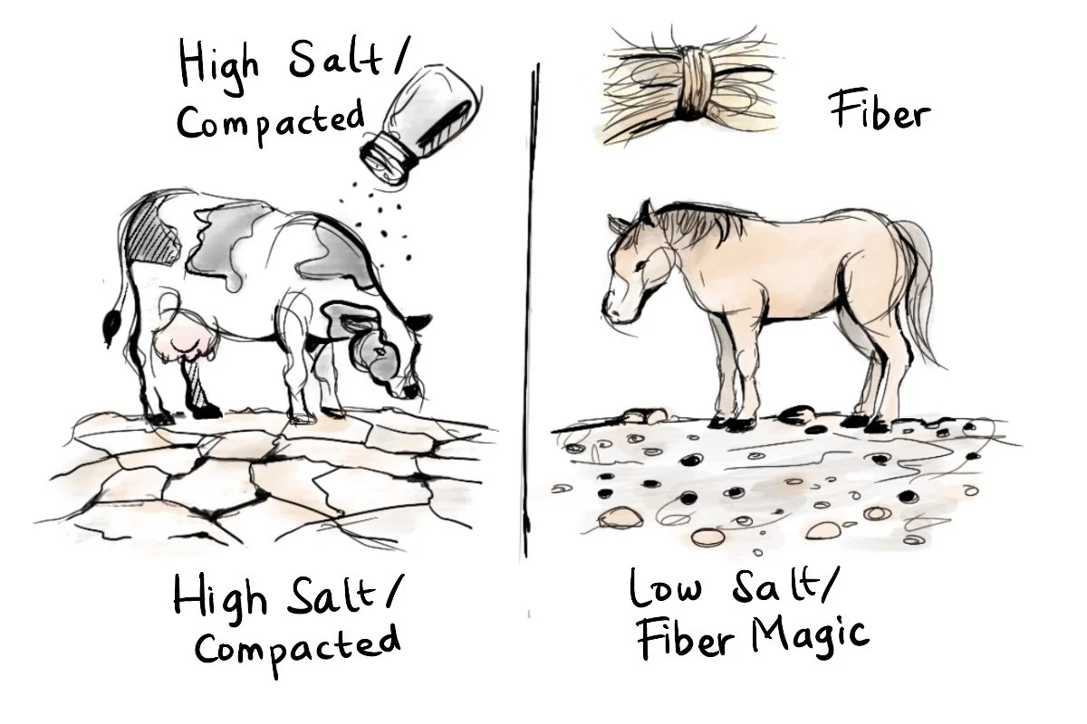 A comparison chart showing the difference between high salt, compacted soil with cattle versus low salt, fiber-rich soil for horse grazing on a regenerative ranch.
