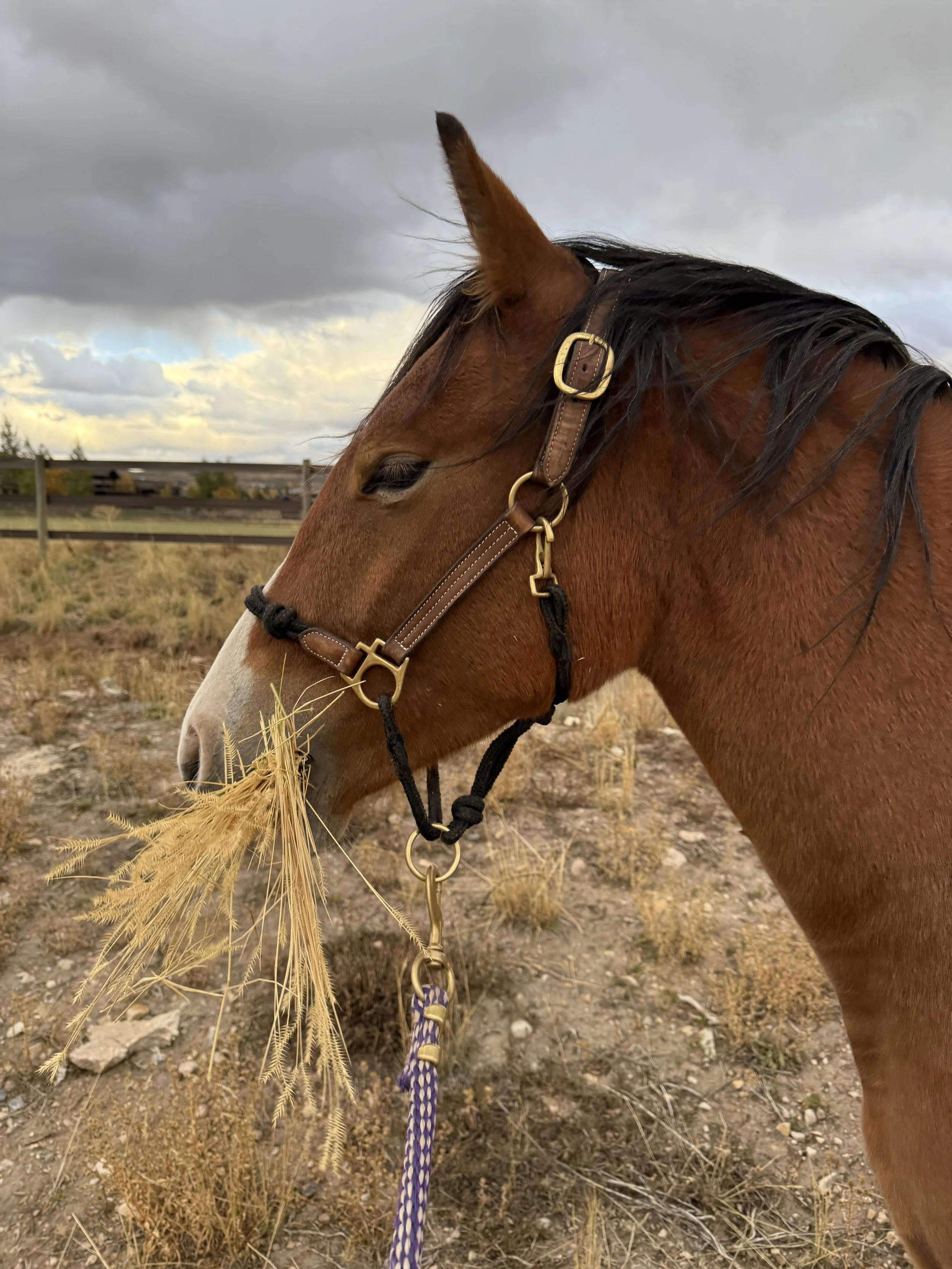 karma ranch horse rescue montana
