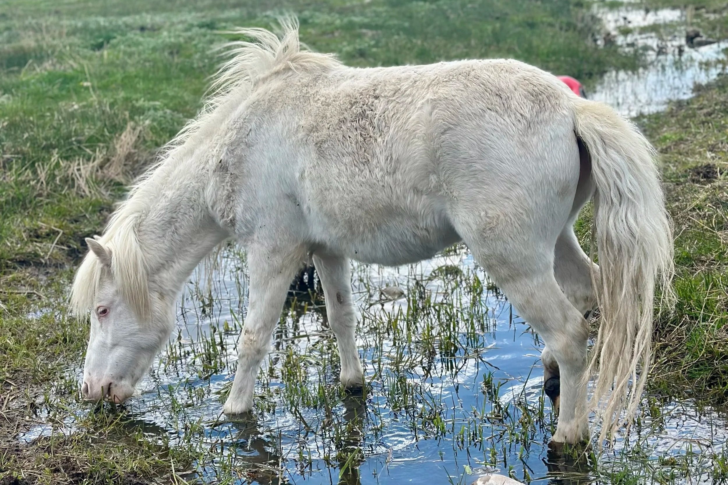 Luna the pony of Karma Ranch Horse rescue and sanctuary in montana