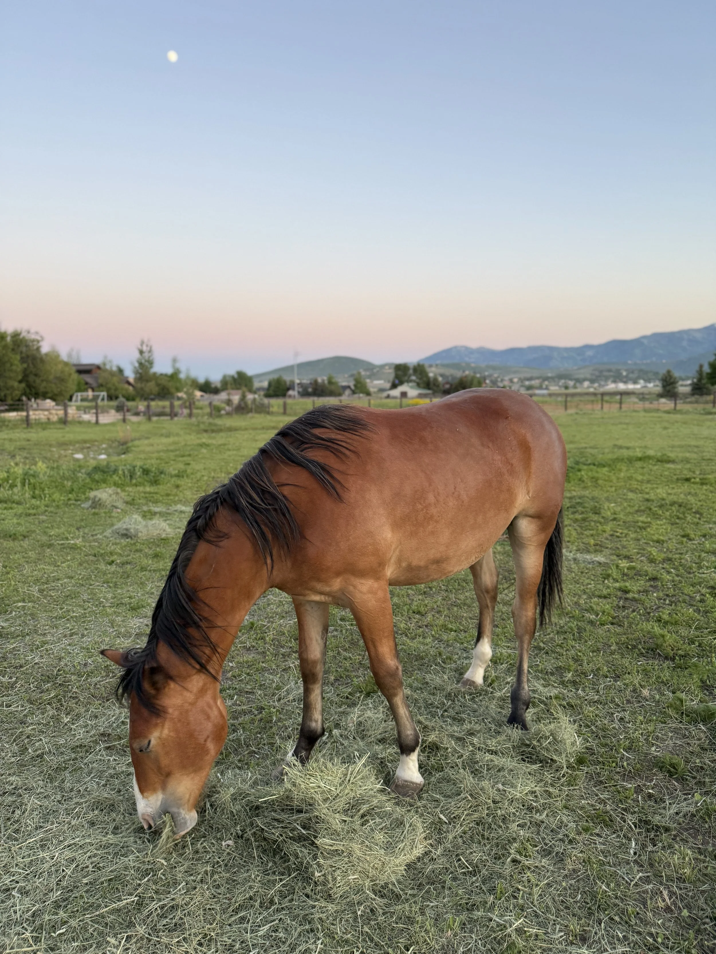 rescue horse at karma ranch horse rescue and sanctuary montana