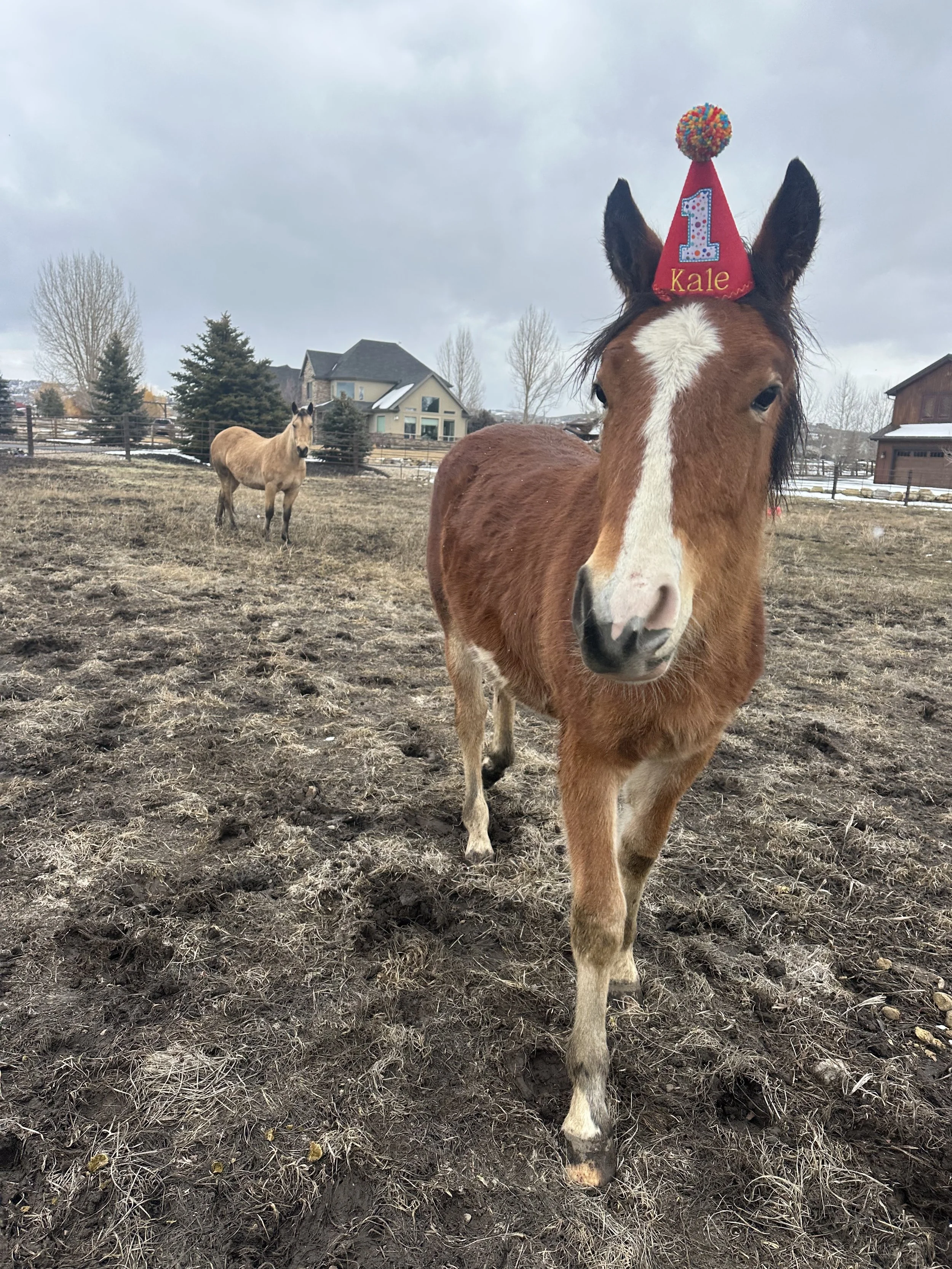 horse in a party hat karma ranch horse rescue and sanctuary Montana