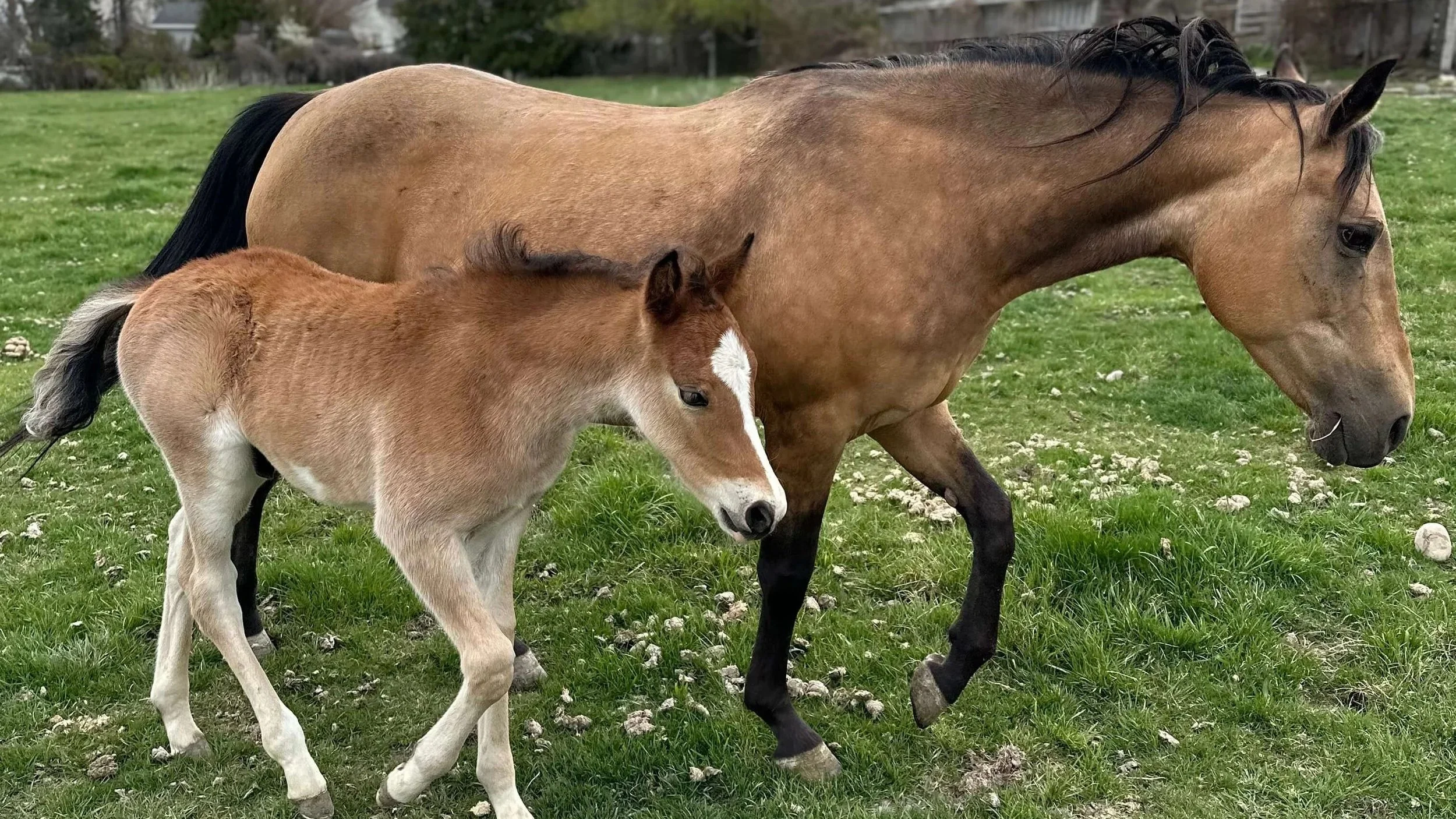 Jupiter and Kale of Karma Ranch Montana Horse Rescue